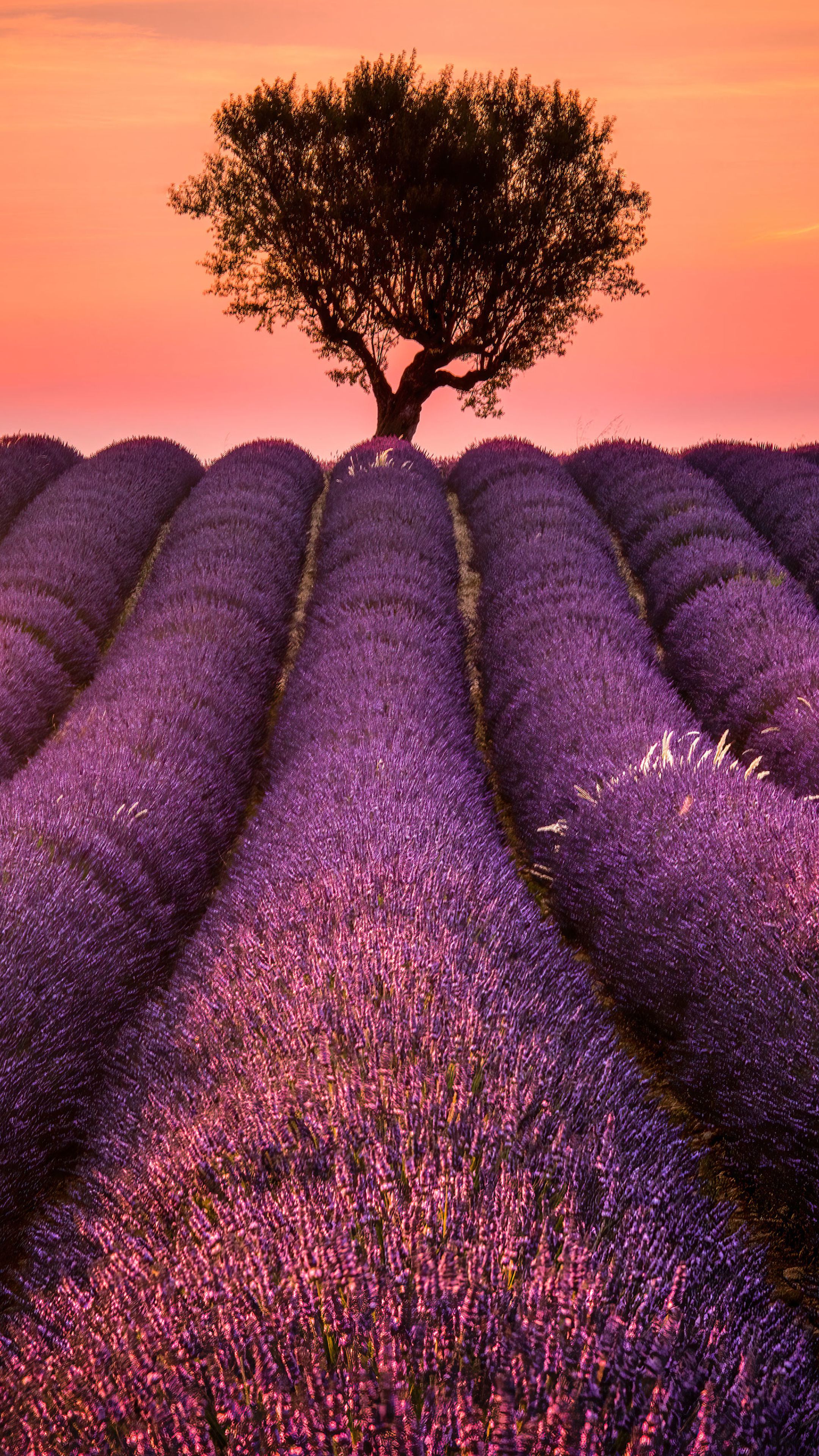Lavender Field Sony Xperia X, XZ, Z5 Premium Wallpaper, HD Nature 4K Wallpaper, Image, Photo and Background