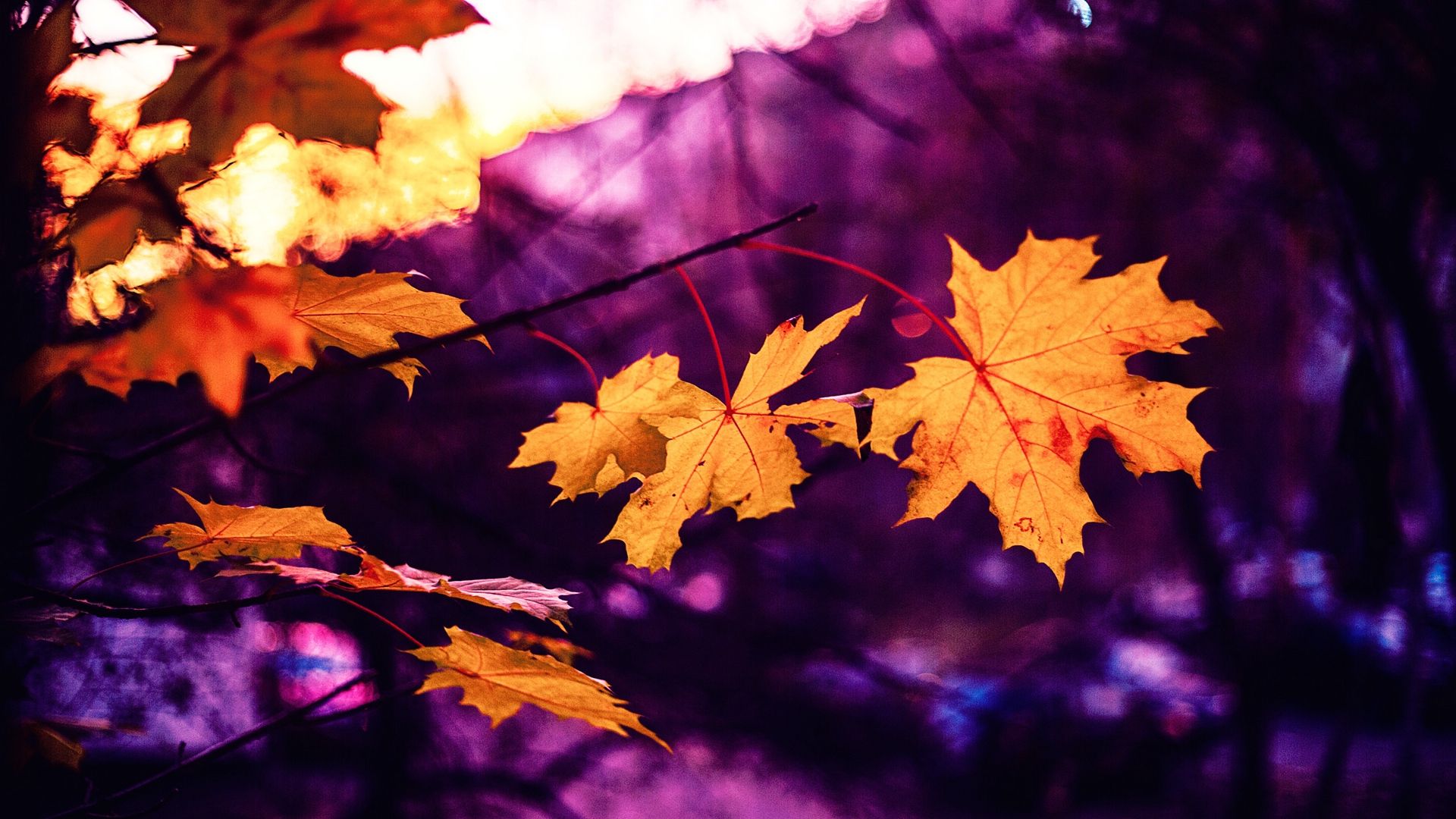 Wallpaper Maple, Leaves, Autumn, Blur Fall Leaves Background Wallpaper & Background Download