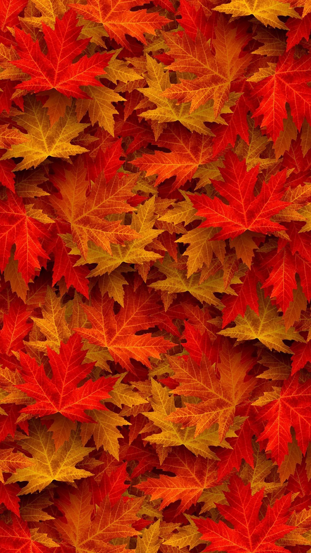 Autumn, maple, leaves, 1080x1920 wallpaper. Fall picture, Autumn scenes, Autumn scenery