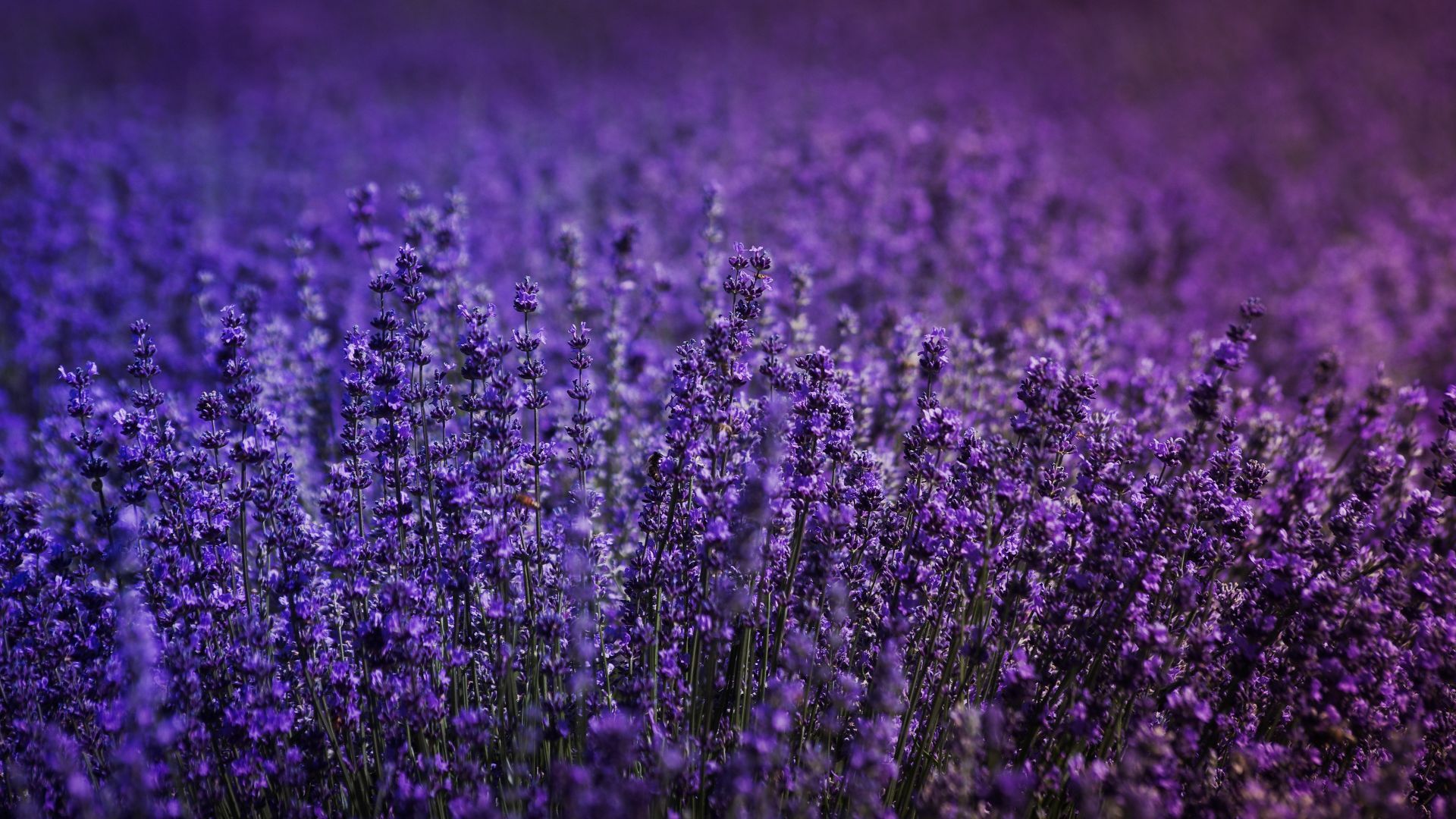 Desktop wallpaper blossom, lavender field, flowers, HD image, picture, background, 41d642