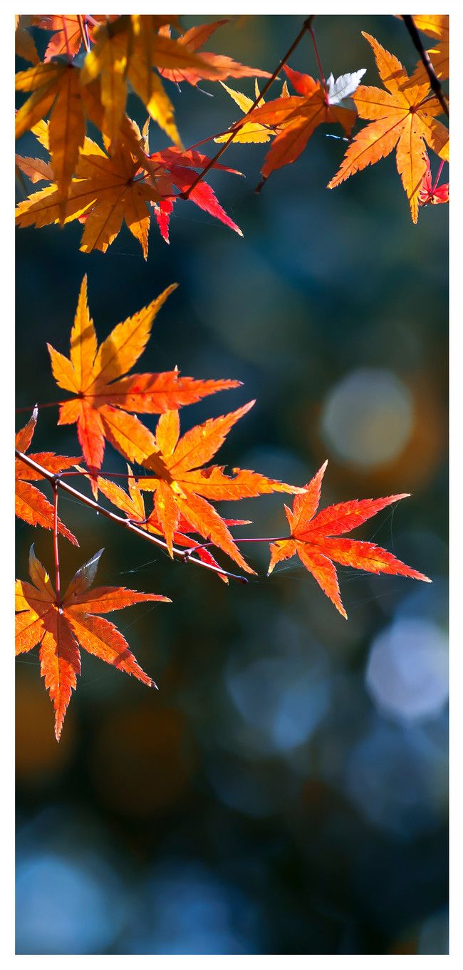 Maple Leaf Cell Phone Wallpaper In Late Autumn Background Image Free Download 400258439 Lovepik.com