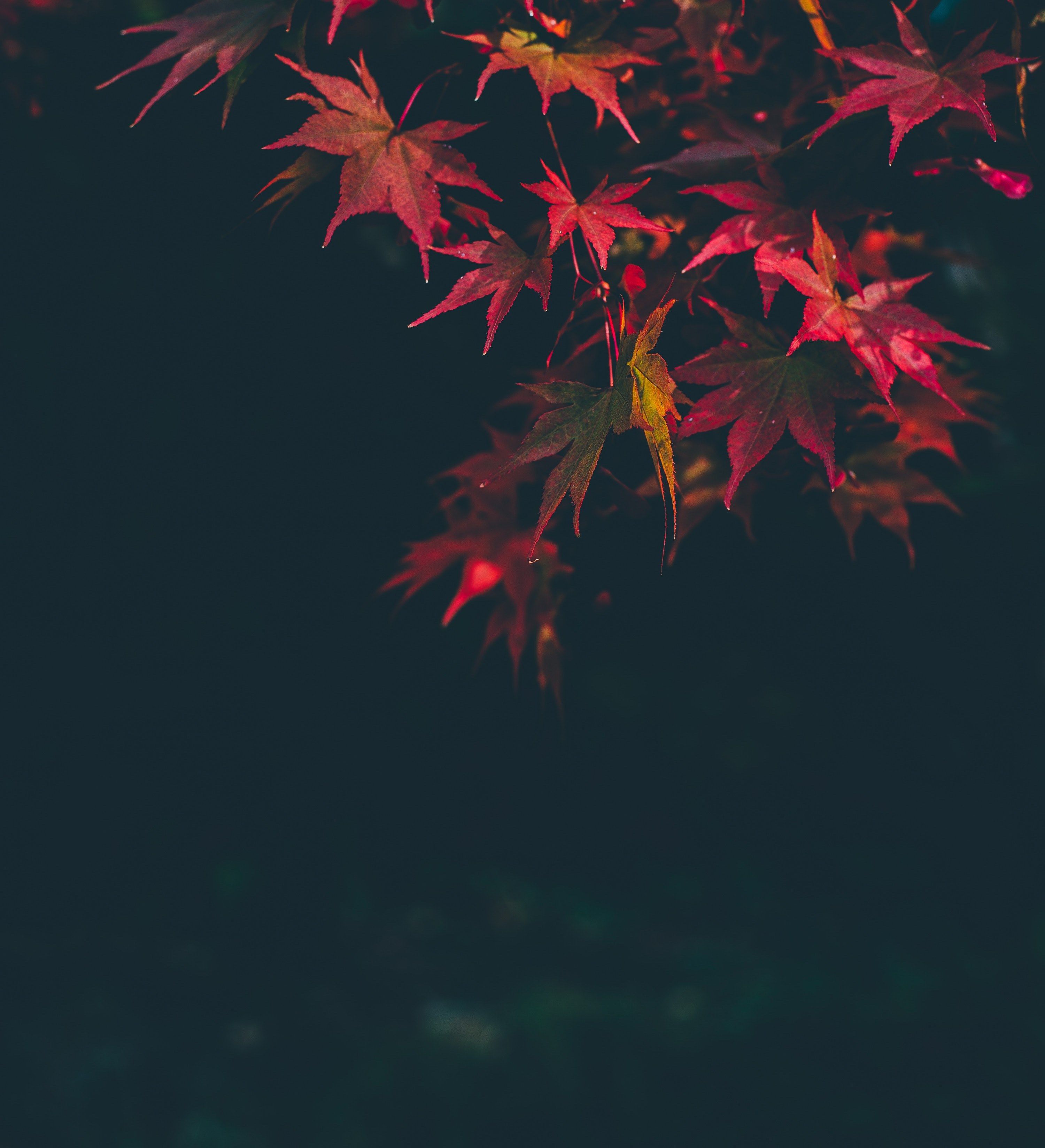 Wallpaper / leaf fall maple leaves and autumn HD 4k wallpaper