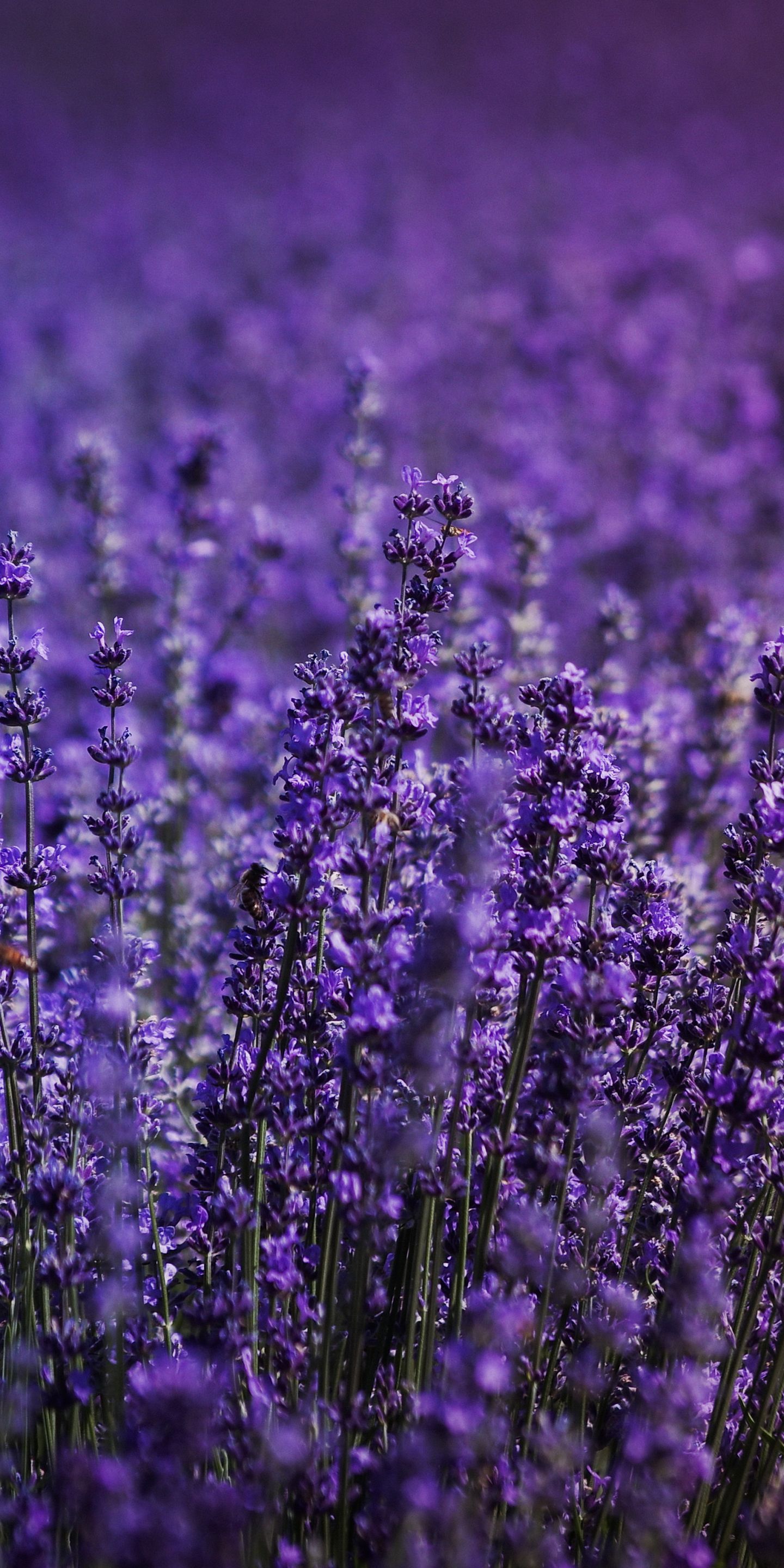 Download 1440x2880 wallpaper blossom, lavender field, flowers, lg v lg g 1440x2880 HD image, background, 21910