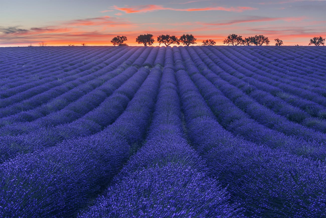 Ultimate Photography Guide to the Lavender Fields of Prov