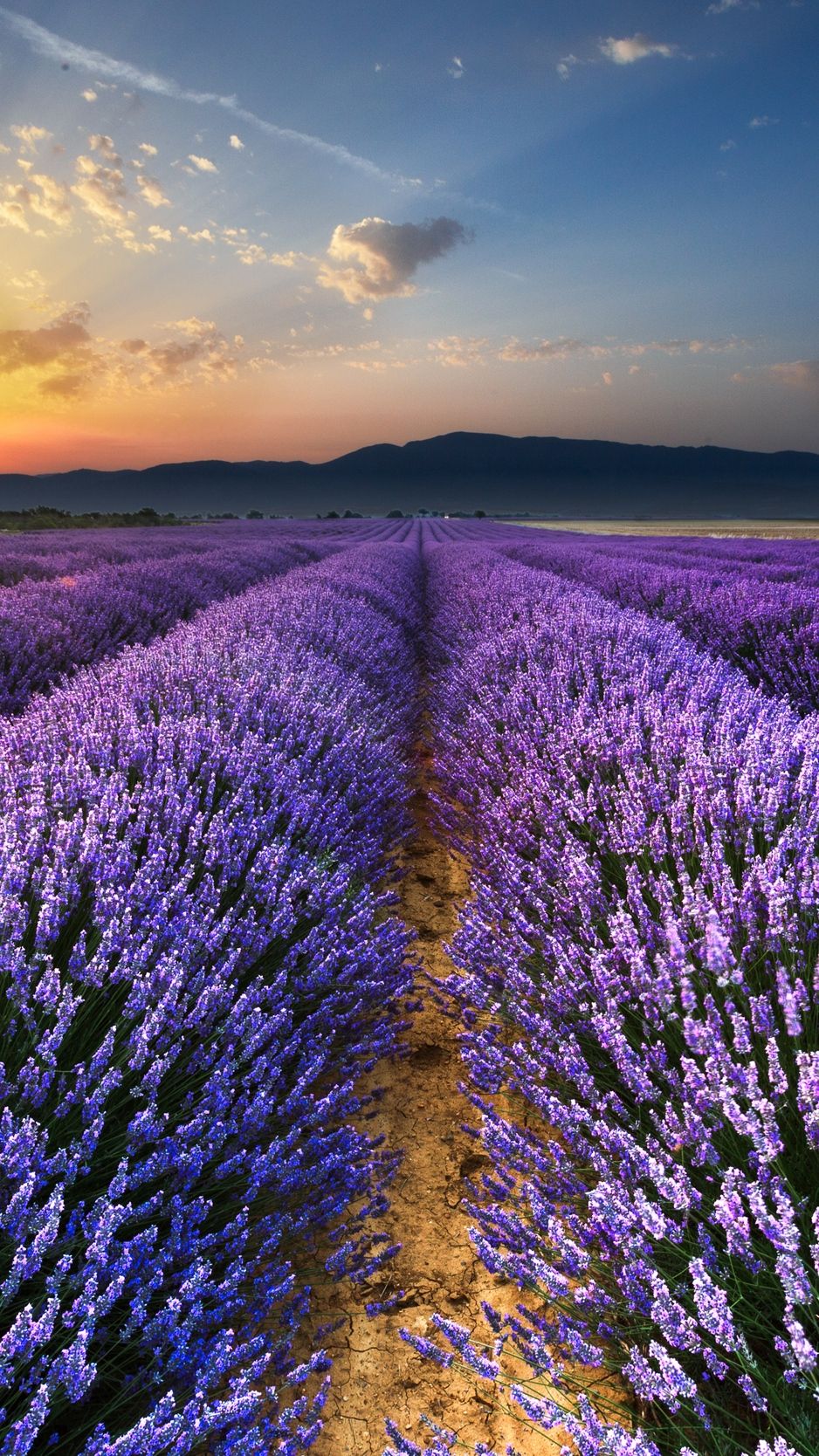 Lavender, field, flowers, horizon wallpaper
