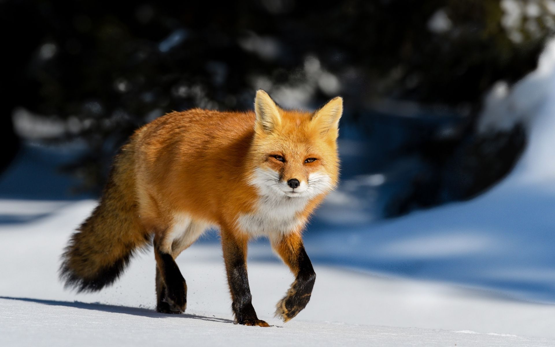 Fox, Snow, Wildlife, Animal Wallpaper