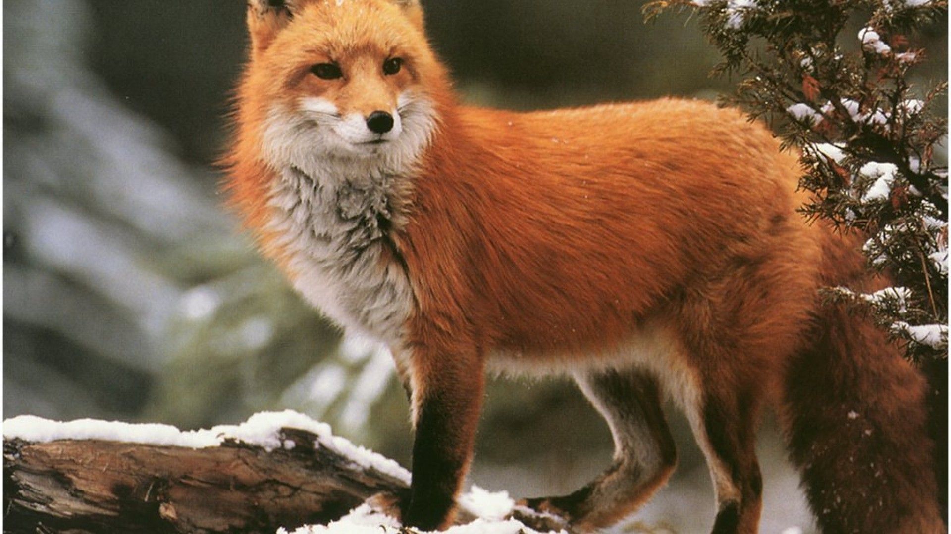Winter Red Fox Animal Fox Wallpaper & Background Download