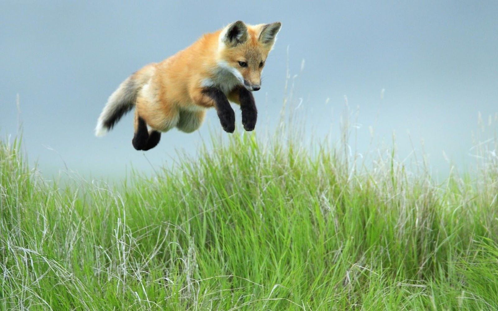 HD animal wallpaper a jumping fox in the high grass HD foxe animal 1867 - Fox Animal HD Wallpaper