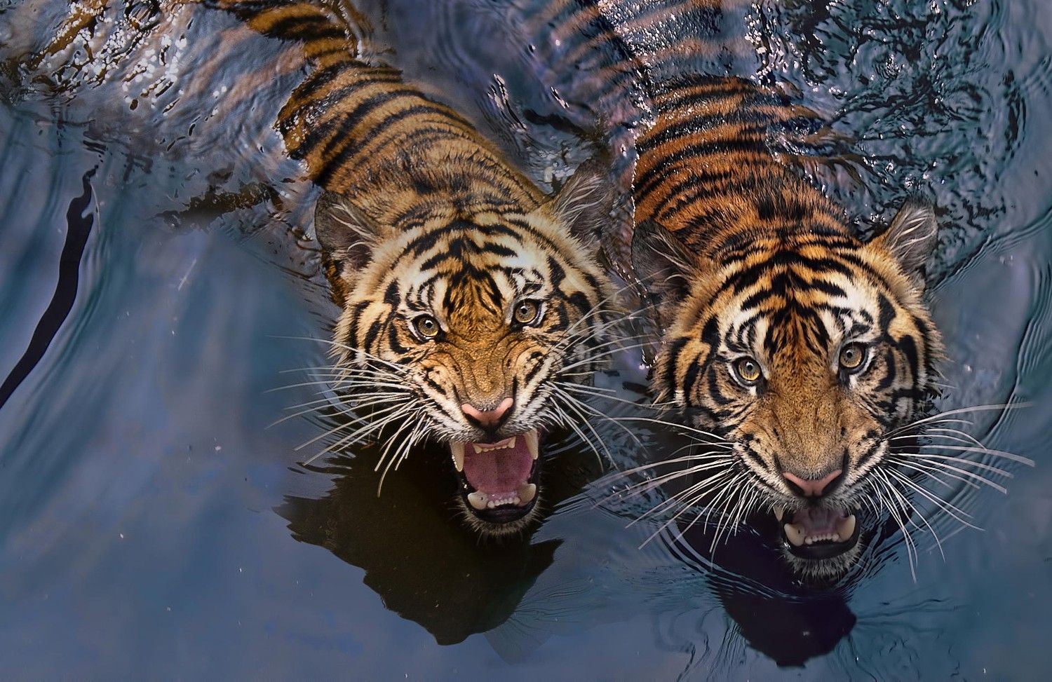 Tiger Photography. Tigers Photo That Will Leave You Spellbound
