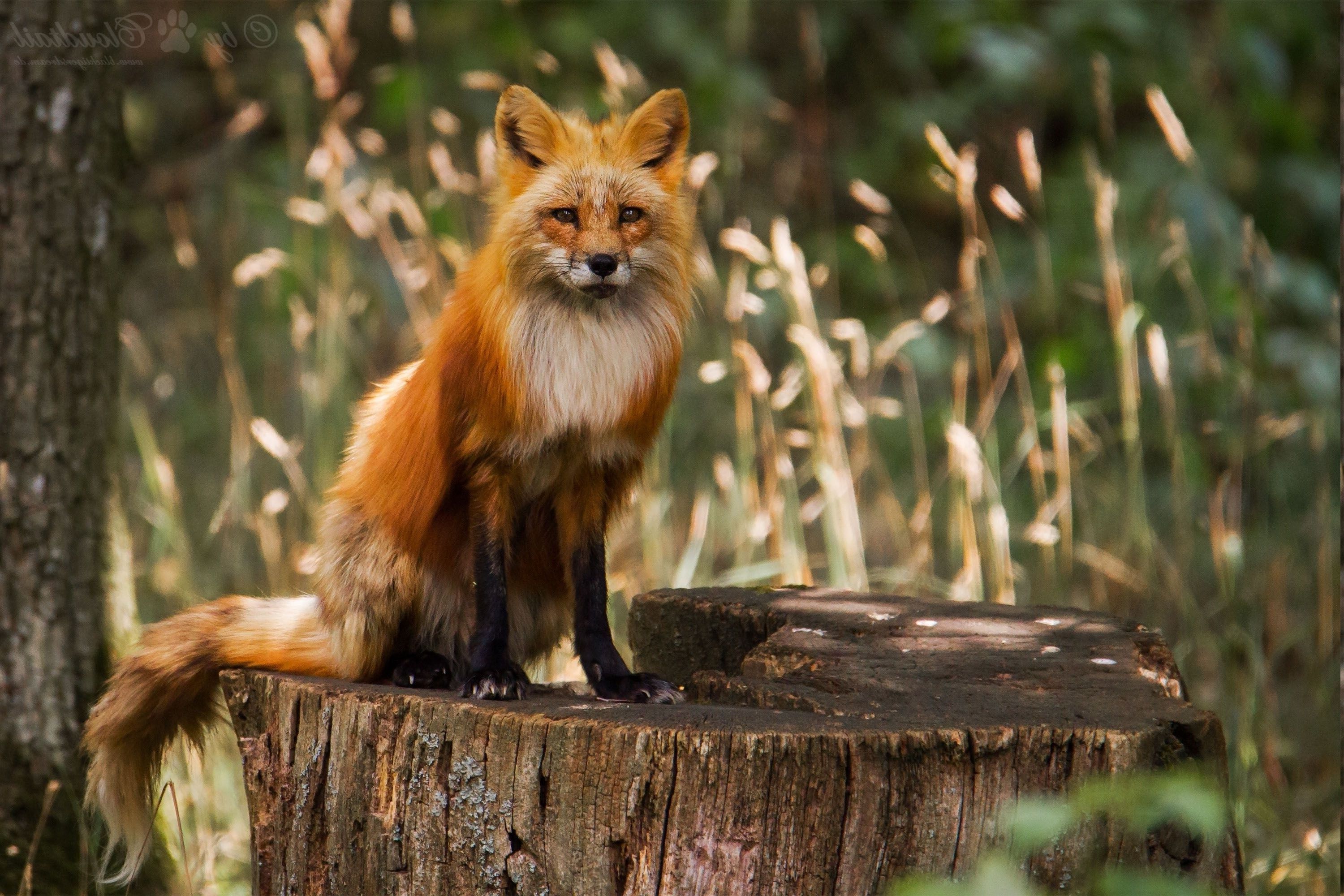 fox, Animals Wallpaper HD / Desktop and Mobile Background