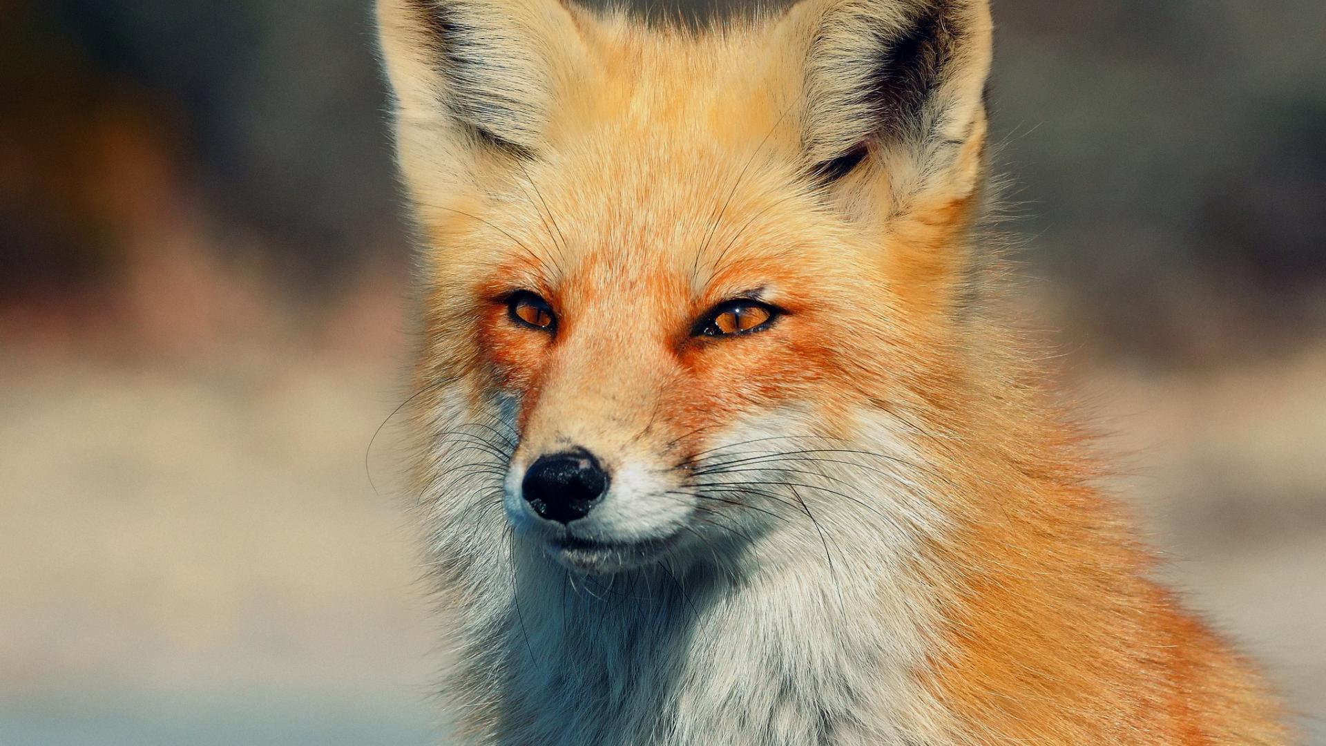 Fox animal wallpaper HD download