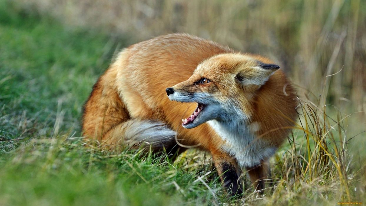 Fox animal wallpaperx1080