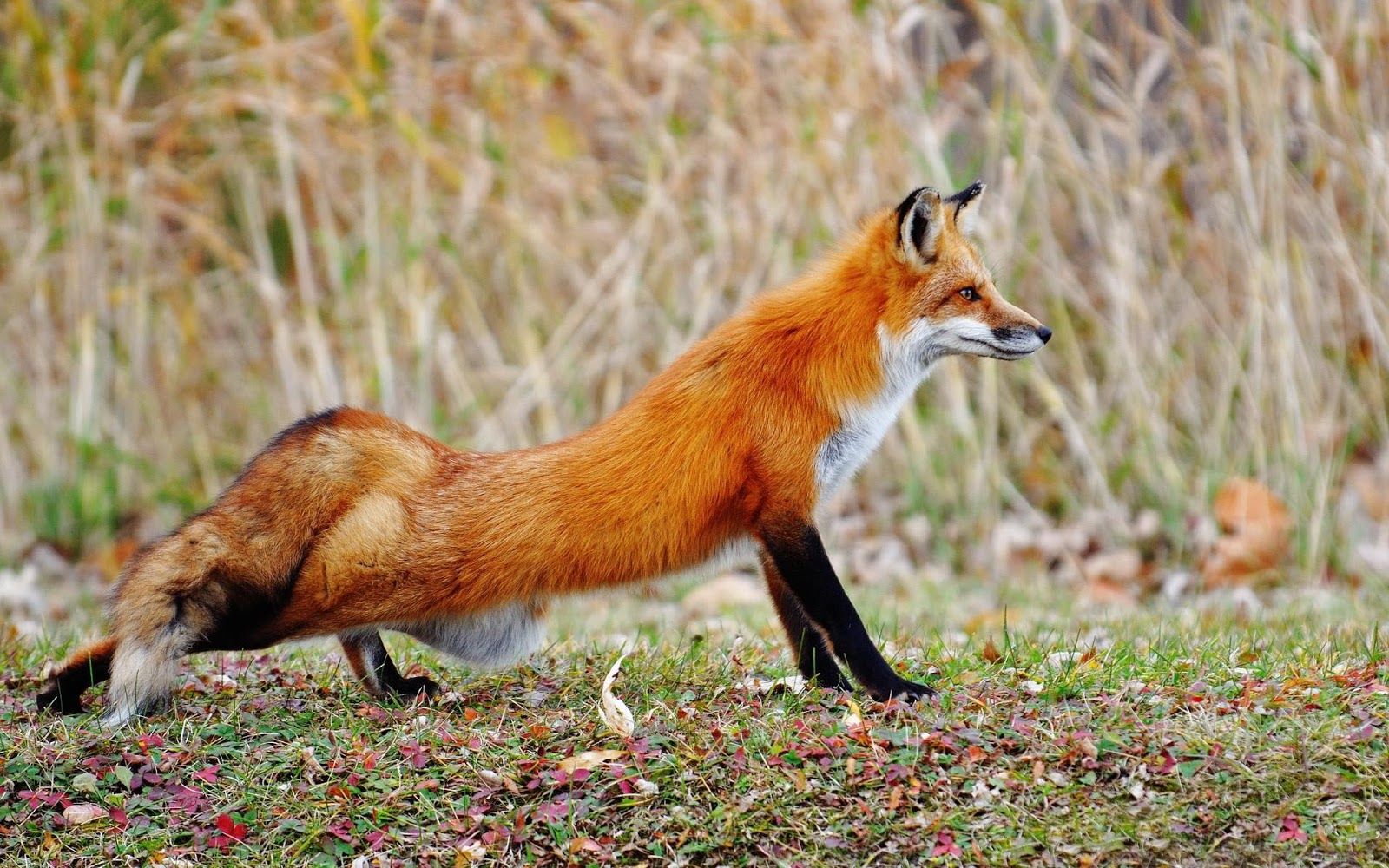Animal wallpaper of a beautiful red fox. HD Animals Wallpaper