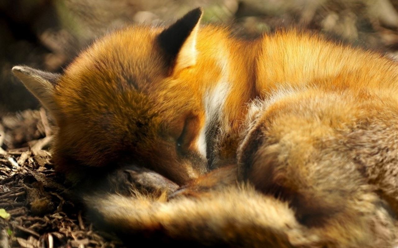Sleeping Red Fox Animal iPad Wallpaper Free Download