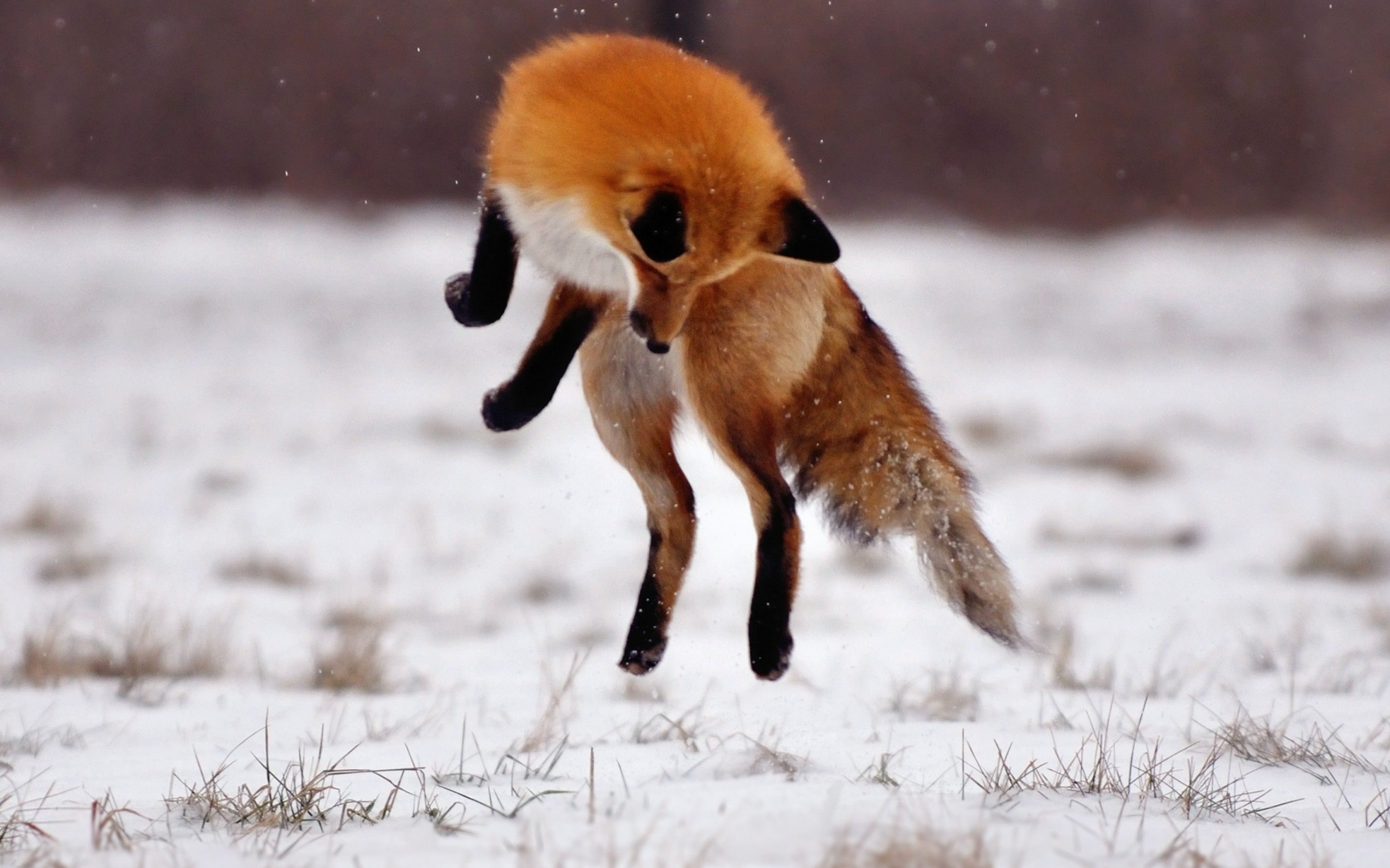 Fox In Action Animal HD Wallpaper