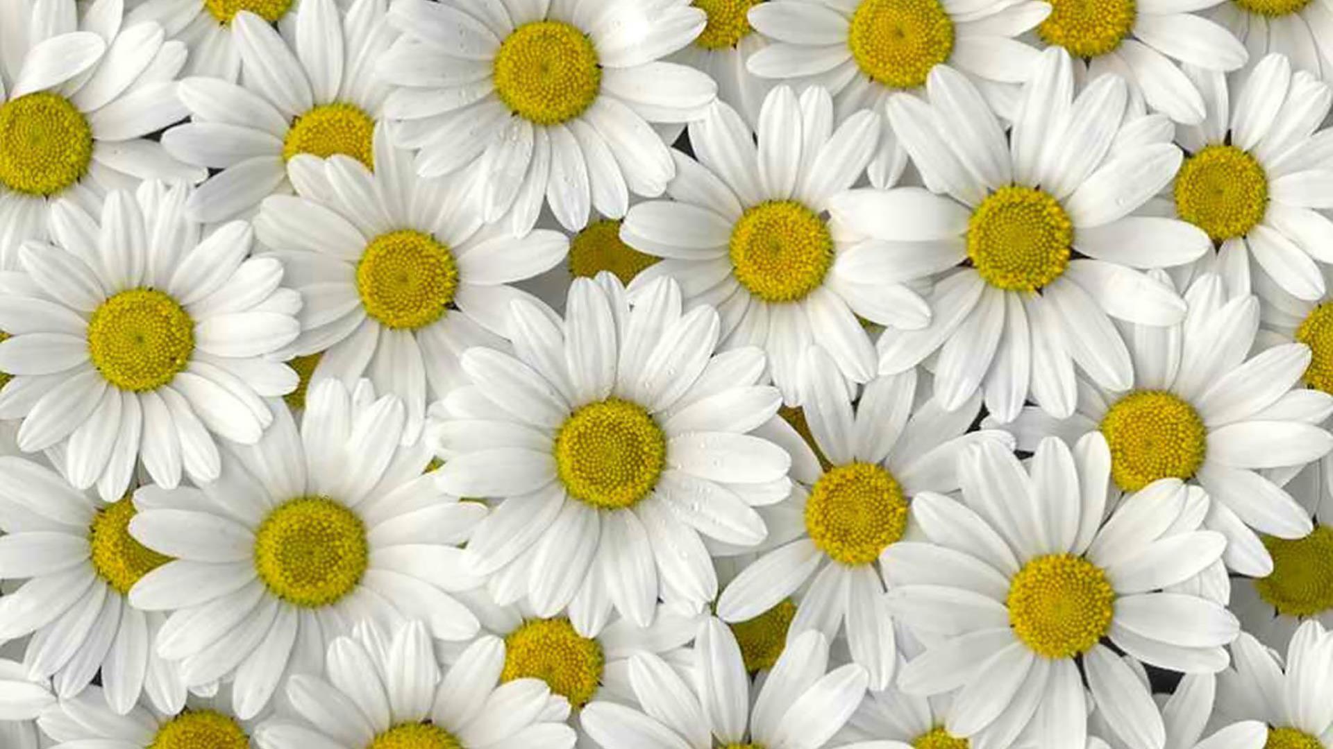 Cheerful flowers HD wallpaper for Android