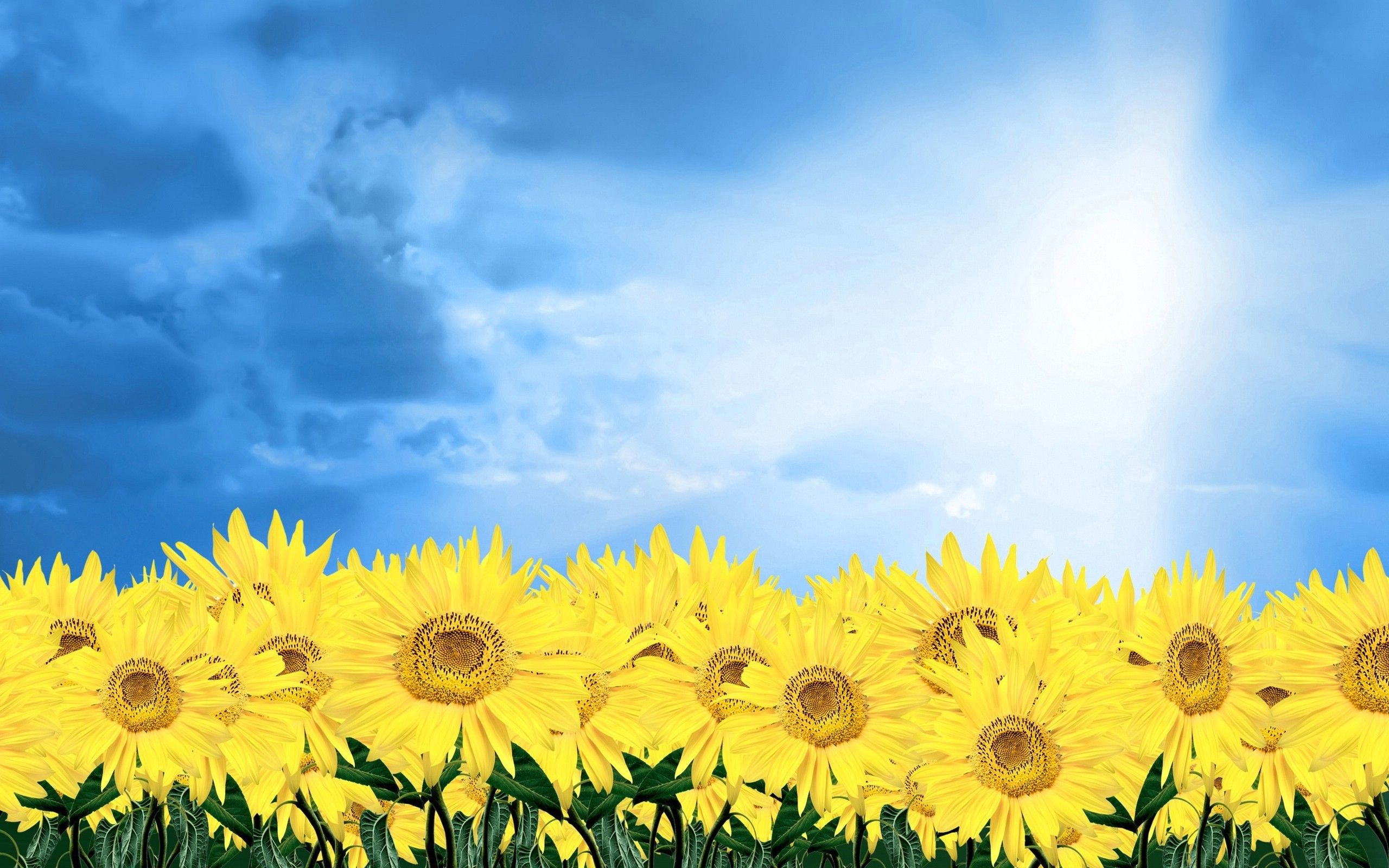 Cheerful Sunflowers Wallpaper Wallpaper & Background Download