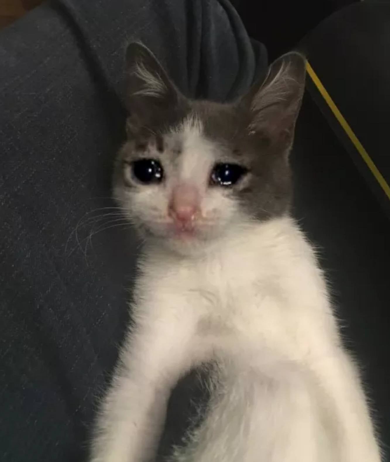 What's the origin of the crying cat picture, and why am I seeing them all over now?