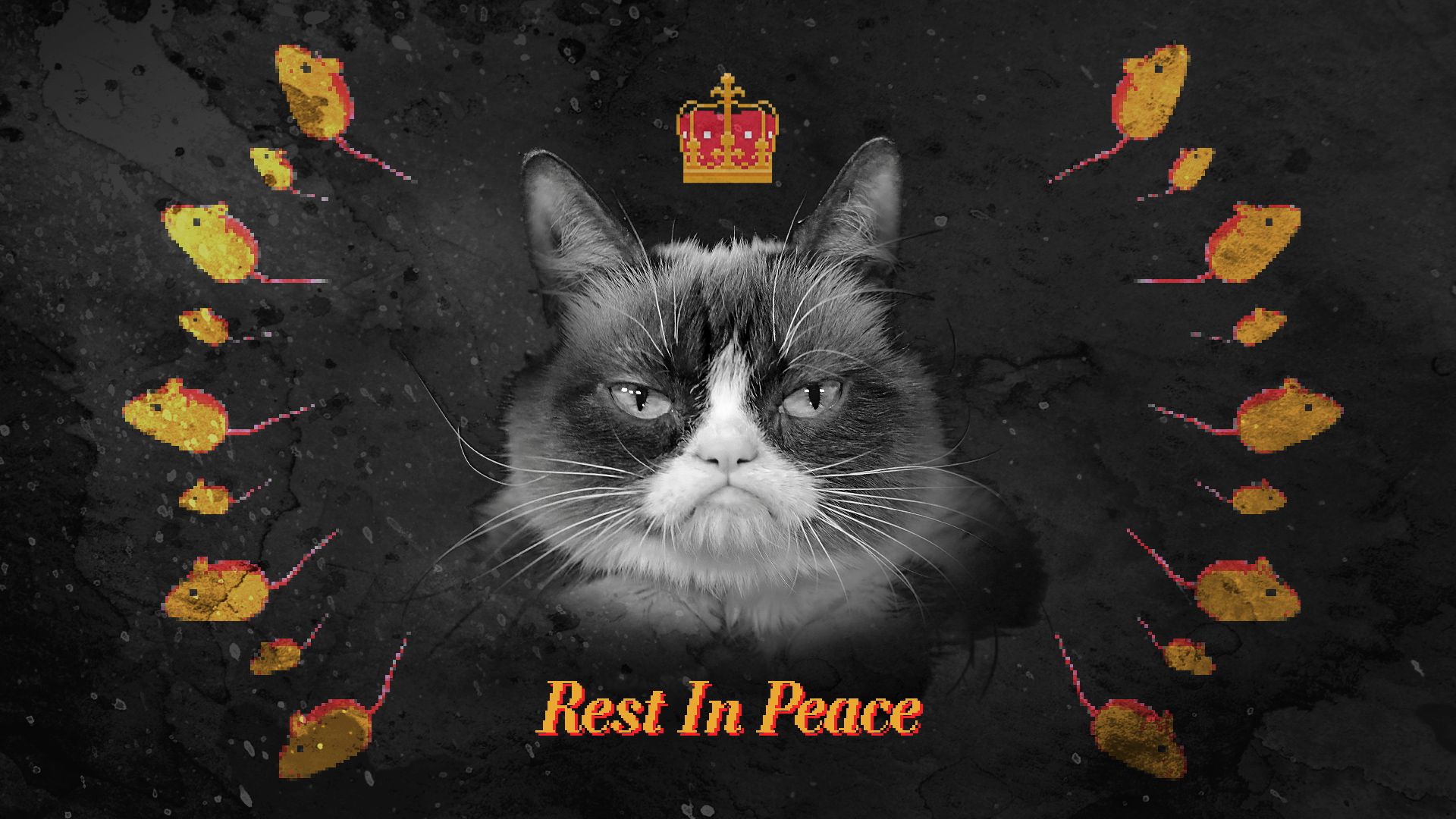 Grumpy Cat died from UTI complications after 7 years and millions of followers and memes Washington Post