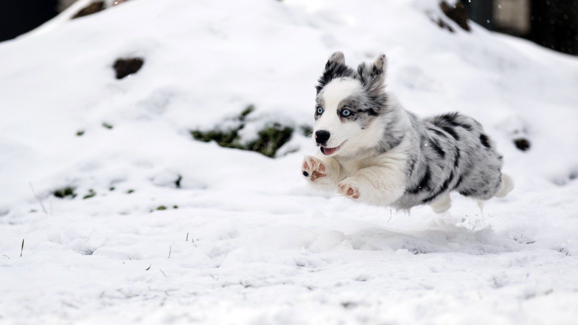snow, Winter, Dog, Animals, Baby animals HD Wallpaper / Desktop and Mobile Image & Photo
