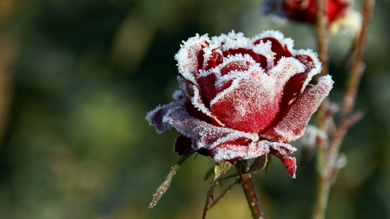 winter flower 25798. Rose flower wallpaper, Rose wallpaper, Frozen rose