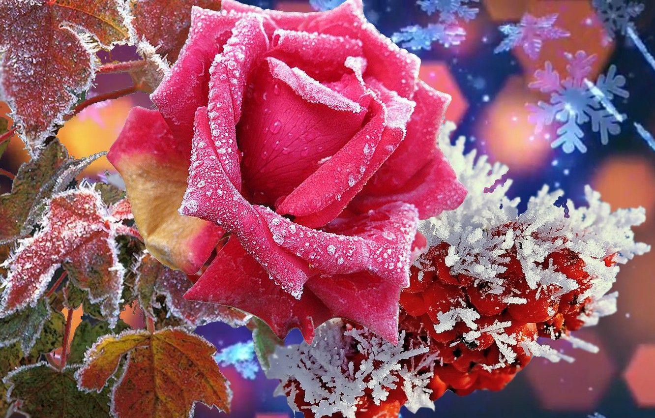 Wallpaper nature, Winter, beauty, Rose, super. flowers image for desktop, section цветы