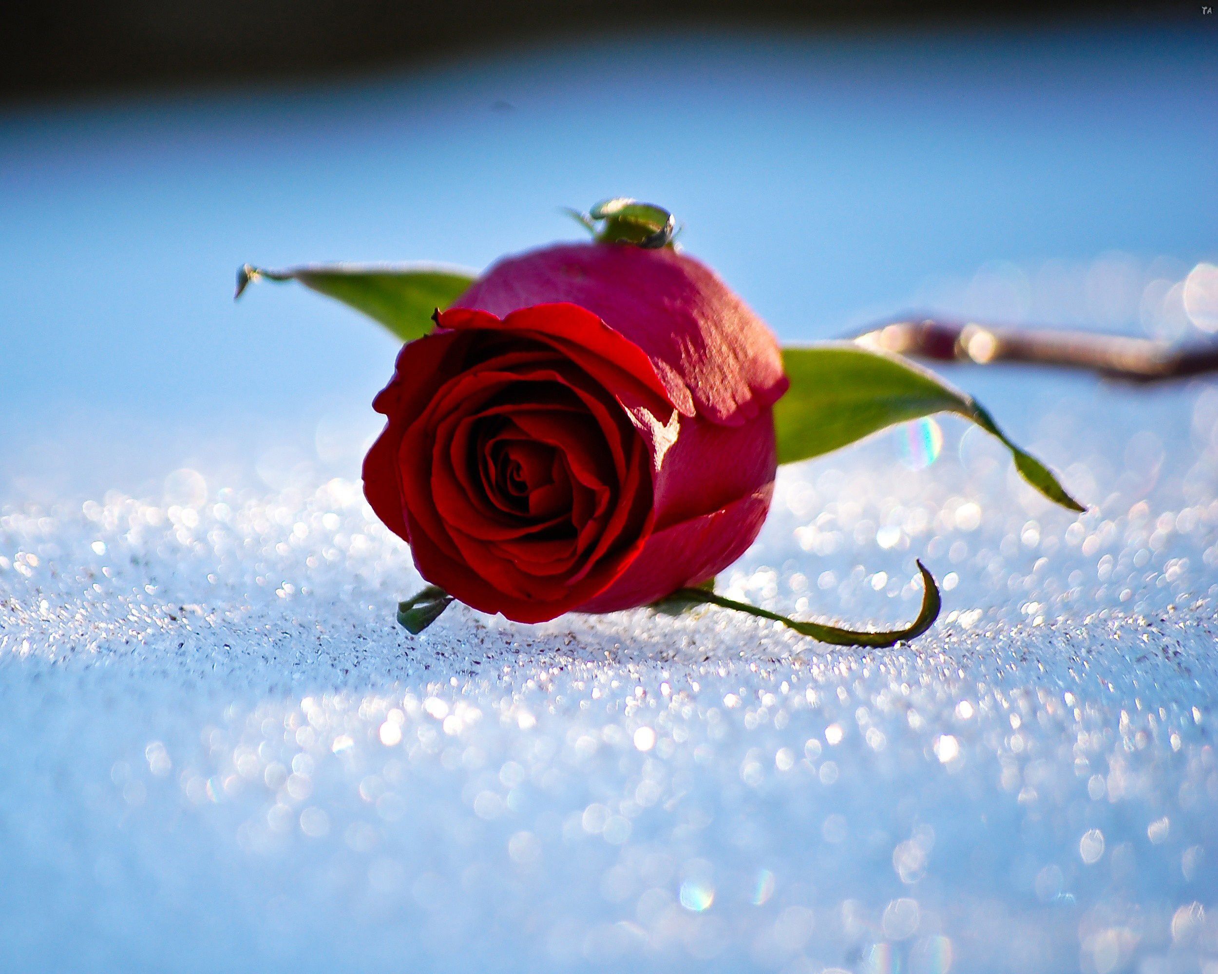 winter, Snow, Rose, Bokeh Wallpaper HD / Desktop and Mobile Background