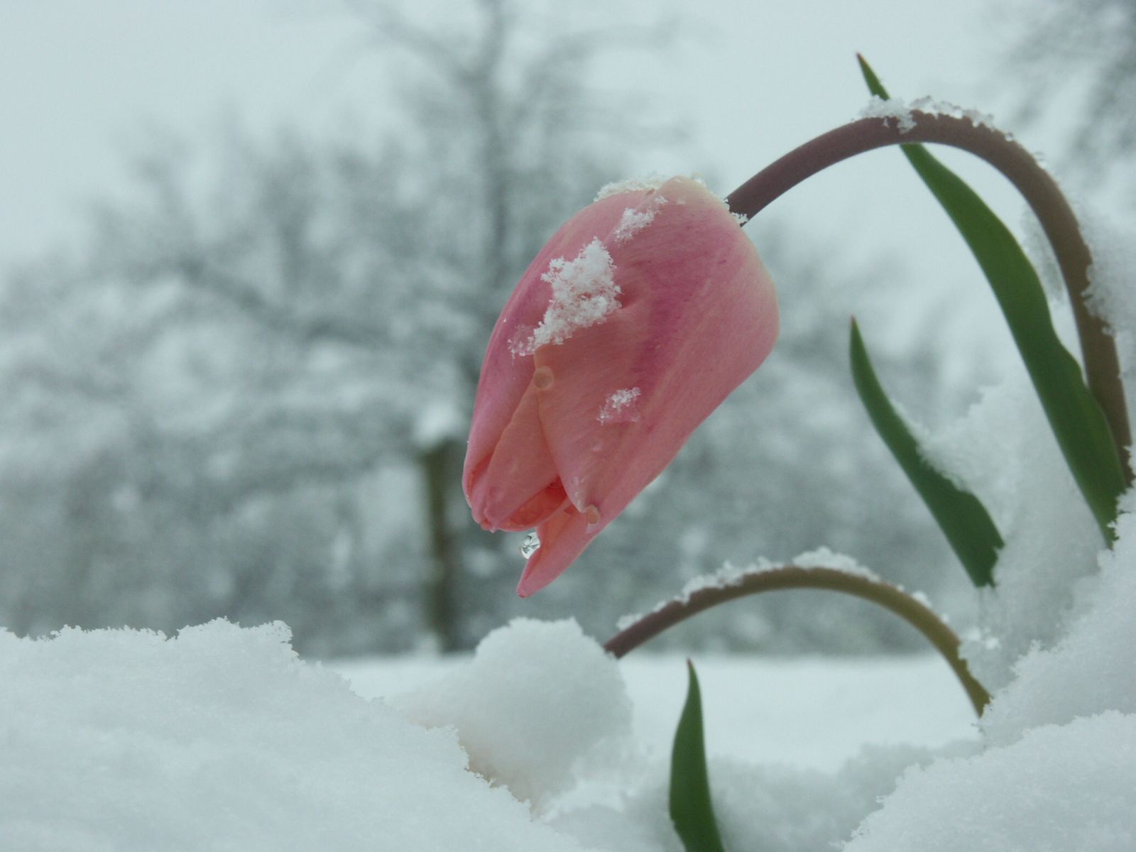 Tomorrow's Memories: A frozen place, somewhere near. Winter flowers, Flower beauty, Flowers