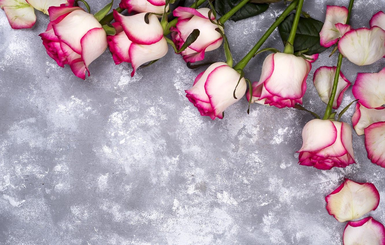 Wallpaper flowers, roses, petals, pink, white, pink, flowers, beautiful, petals, roses image for desktop, section цветы