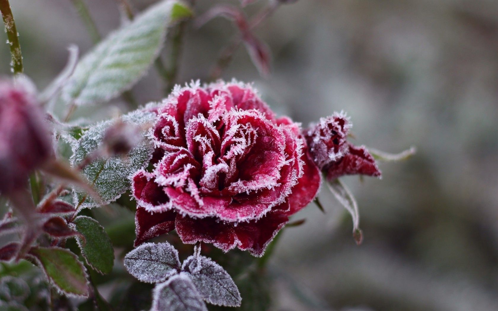 Winter Flowers Rose Wallpapers - Wallpaper Cave