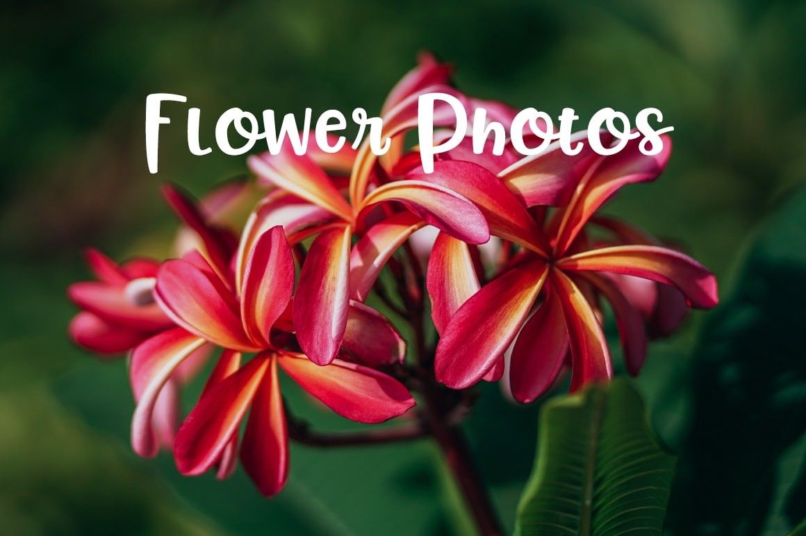 Free Stock Picture of Flowers