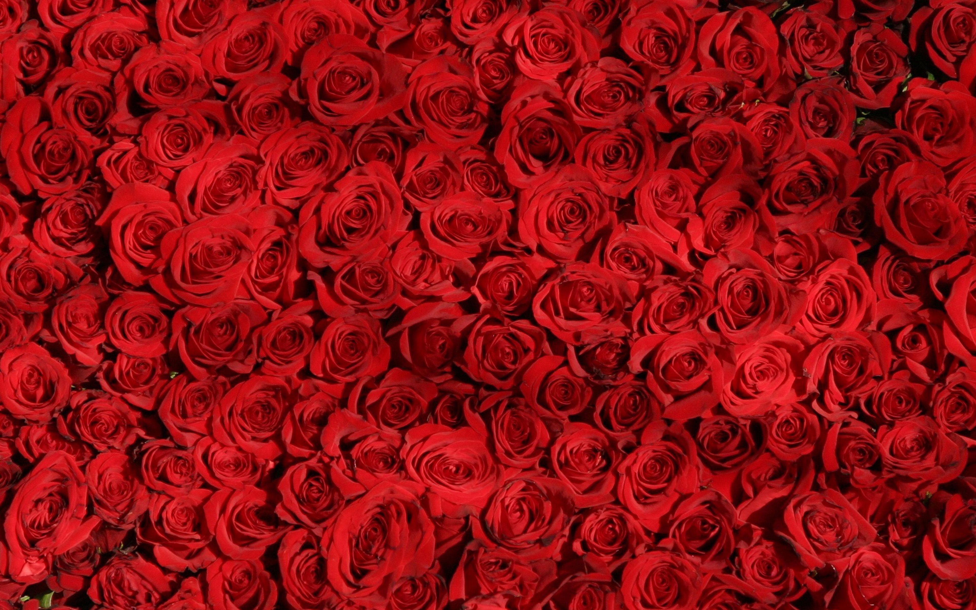 Rose Red Pattern Flower Wallpaper