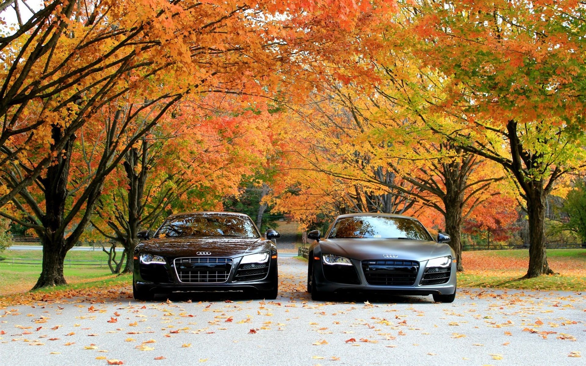 Wallpaper Audi R8 V10 cars front view, autumn, trees 1920x1200 HD Picture, Image