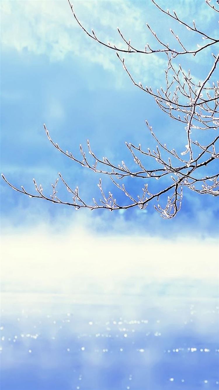 Nature Winter Clear Sunny Snowy Tree Branch Skyscape iPhone 8 Wallpaper Free Download
