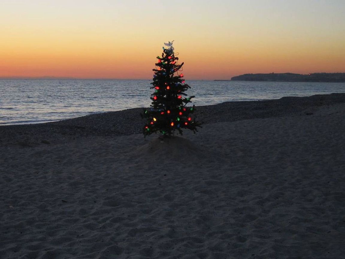 Christmas tree on a beach