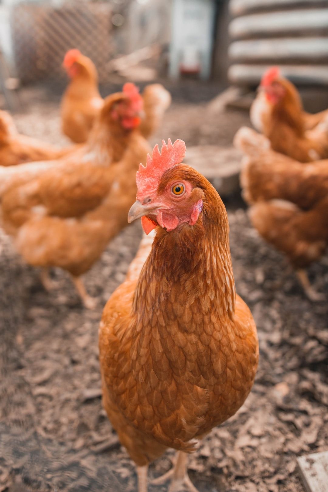 Chickens Picture. Download Free Image