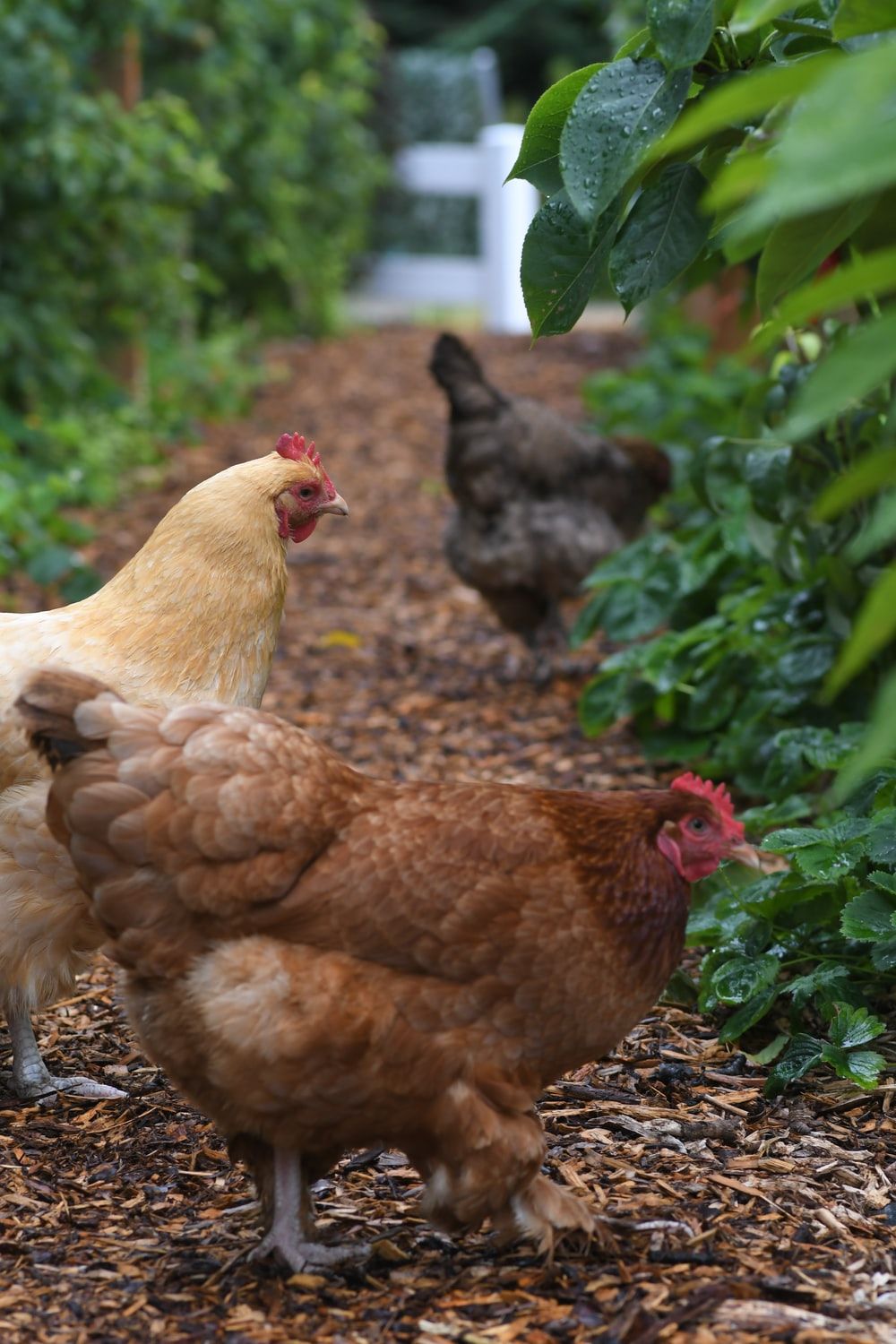 Hen Picture [HD]. Download Free Image