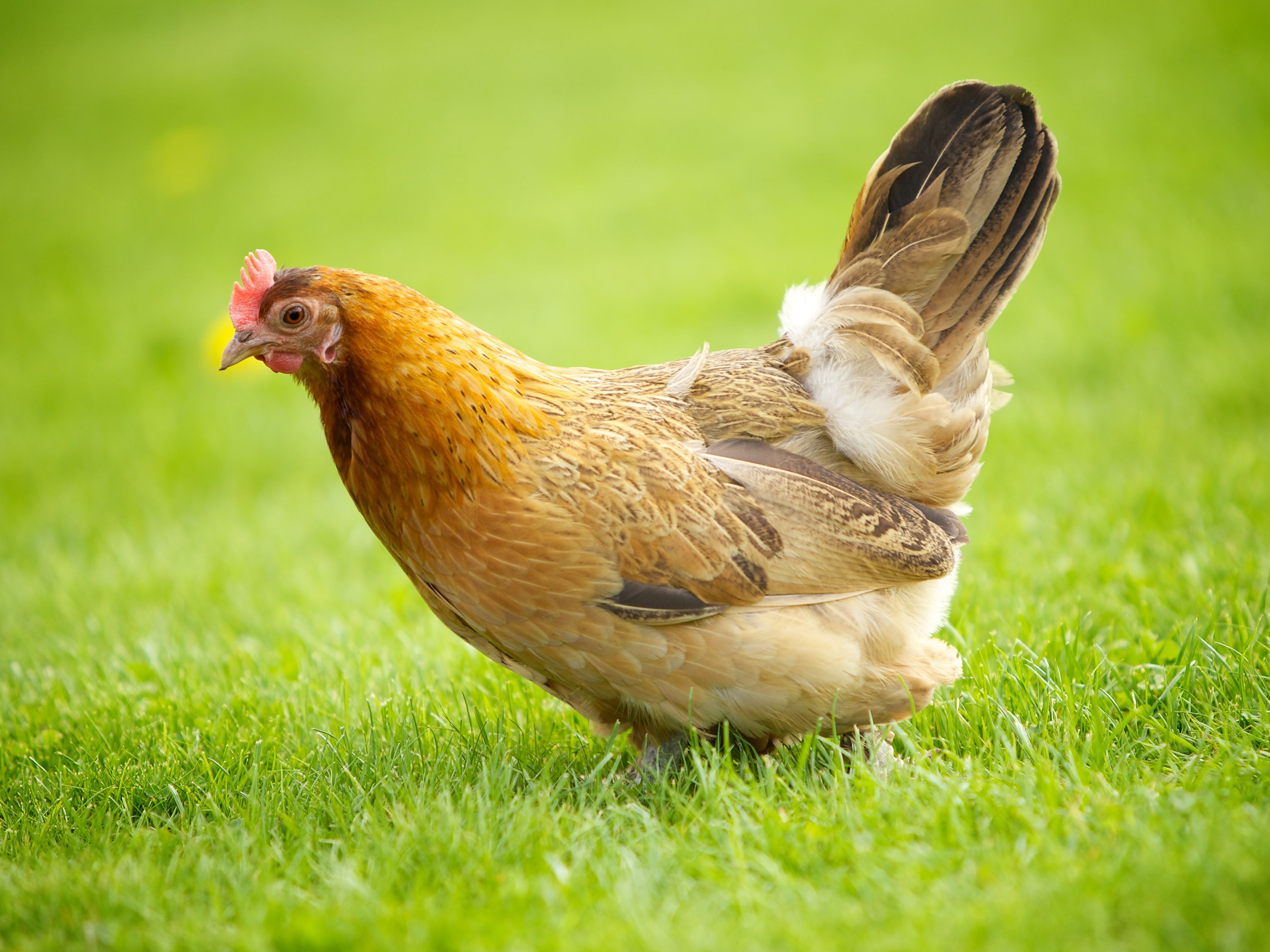 Hens Wallpapers Wallpaper Cave