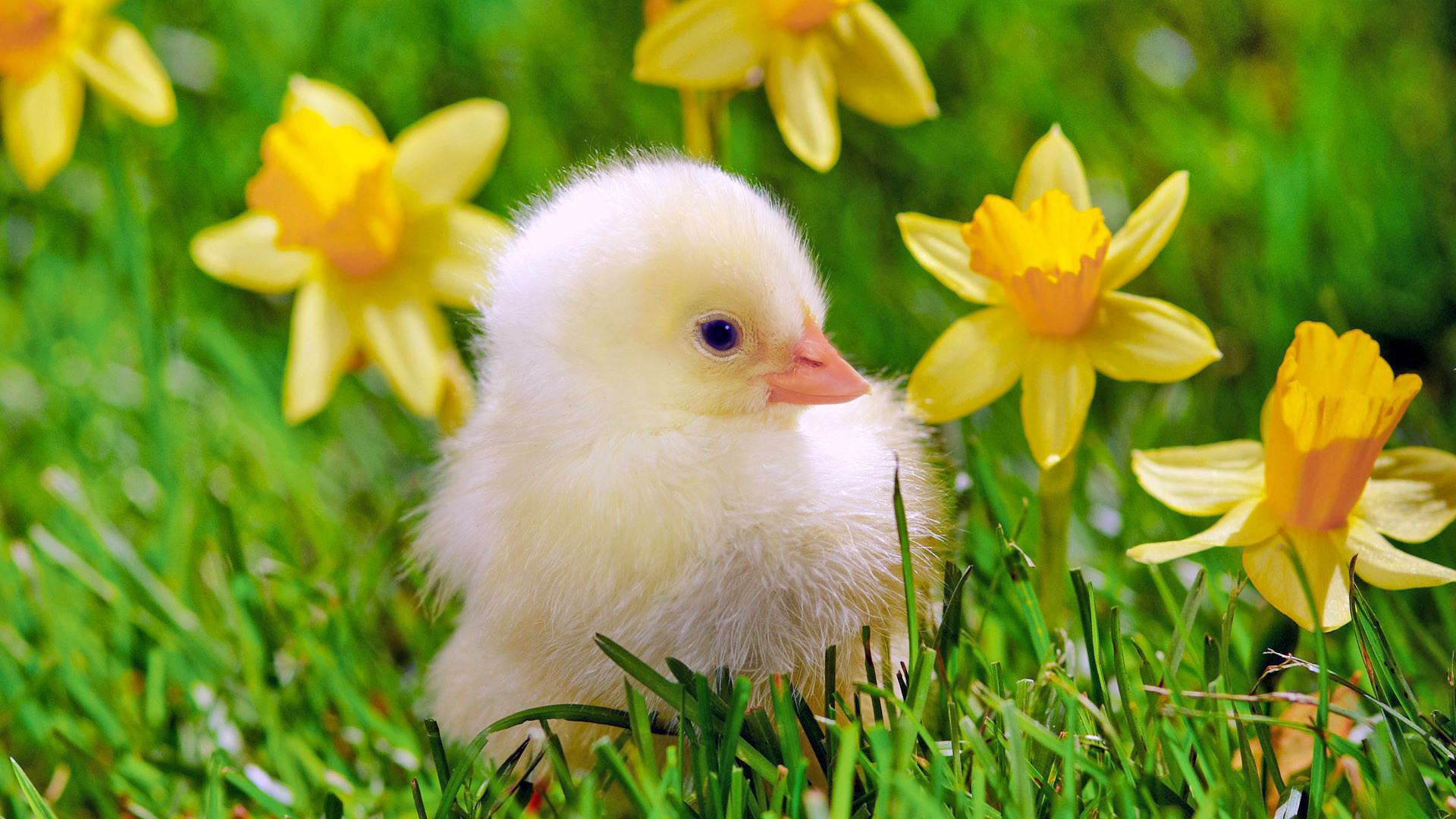 Download Cute Chicken Baby wallpaper 275 - Hen HD Wallpaper