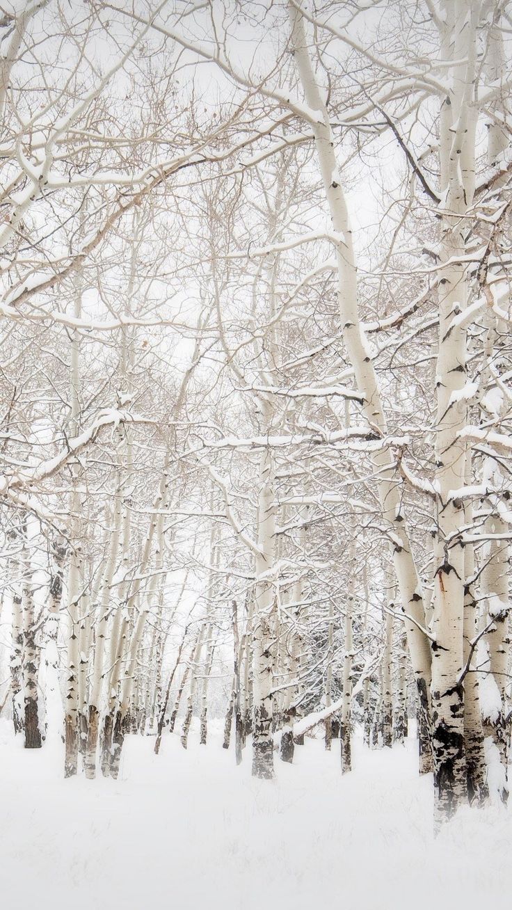 Winter Wonderland. Winter wallpaper, iPhone wallpaper winter, Winter background iphone