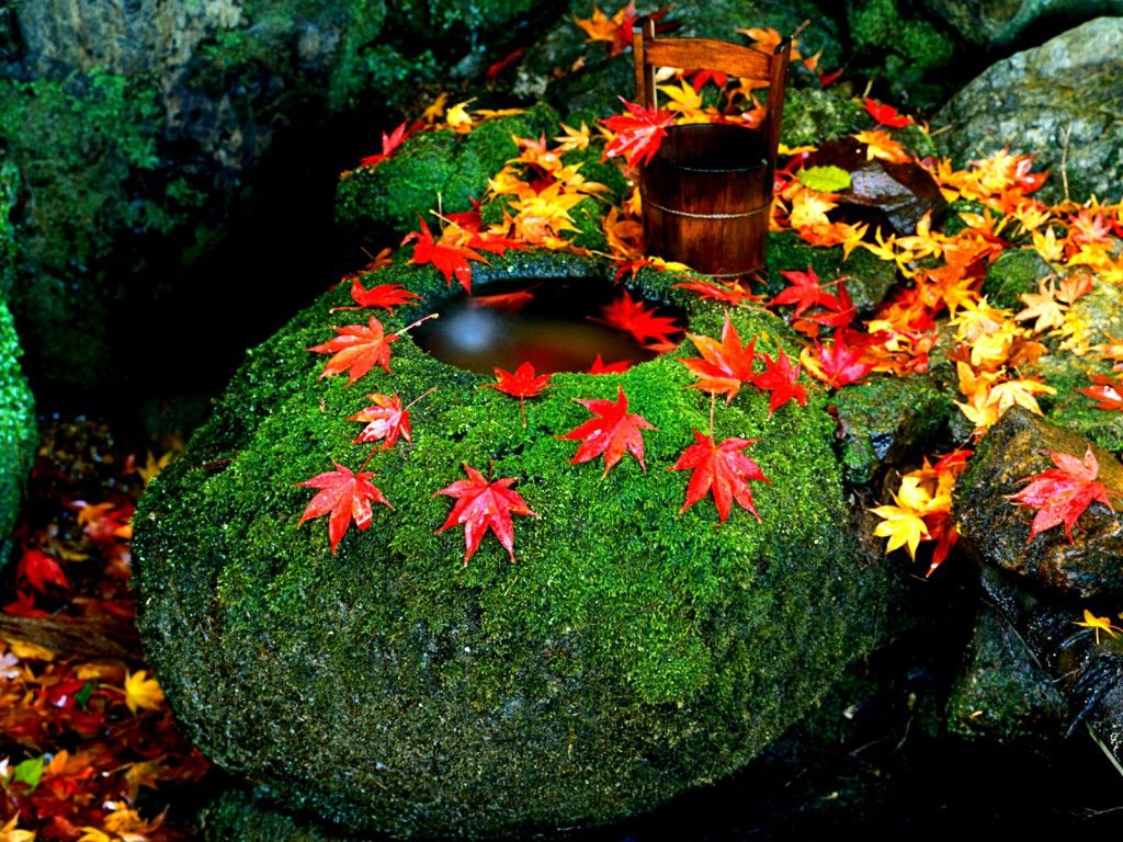 Free HD Twitter Cover Autumn Leaves Wallpaper Download Japan Free Wallpaper & Background Download