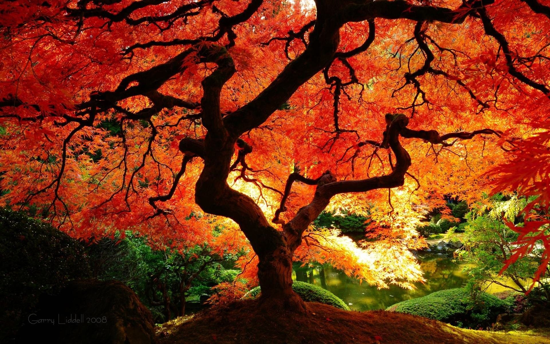 Autumn Japanese Maple Tree HD Wallpaper