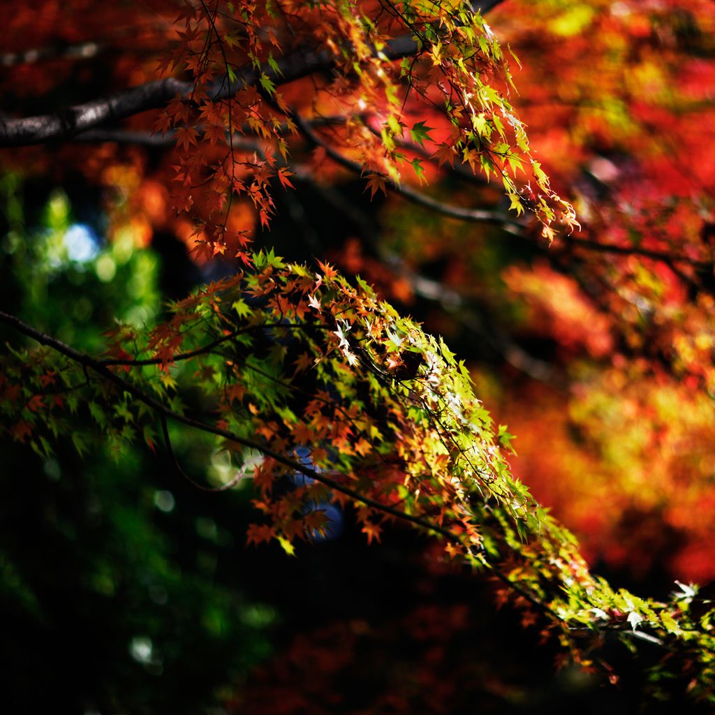 Japanese Maple Tree Autumn iPad Wallpaper Free Download
