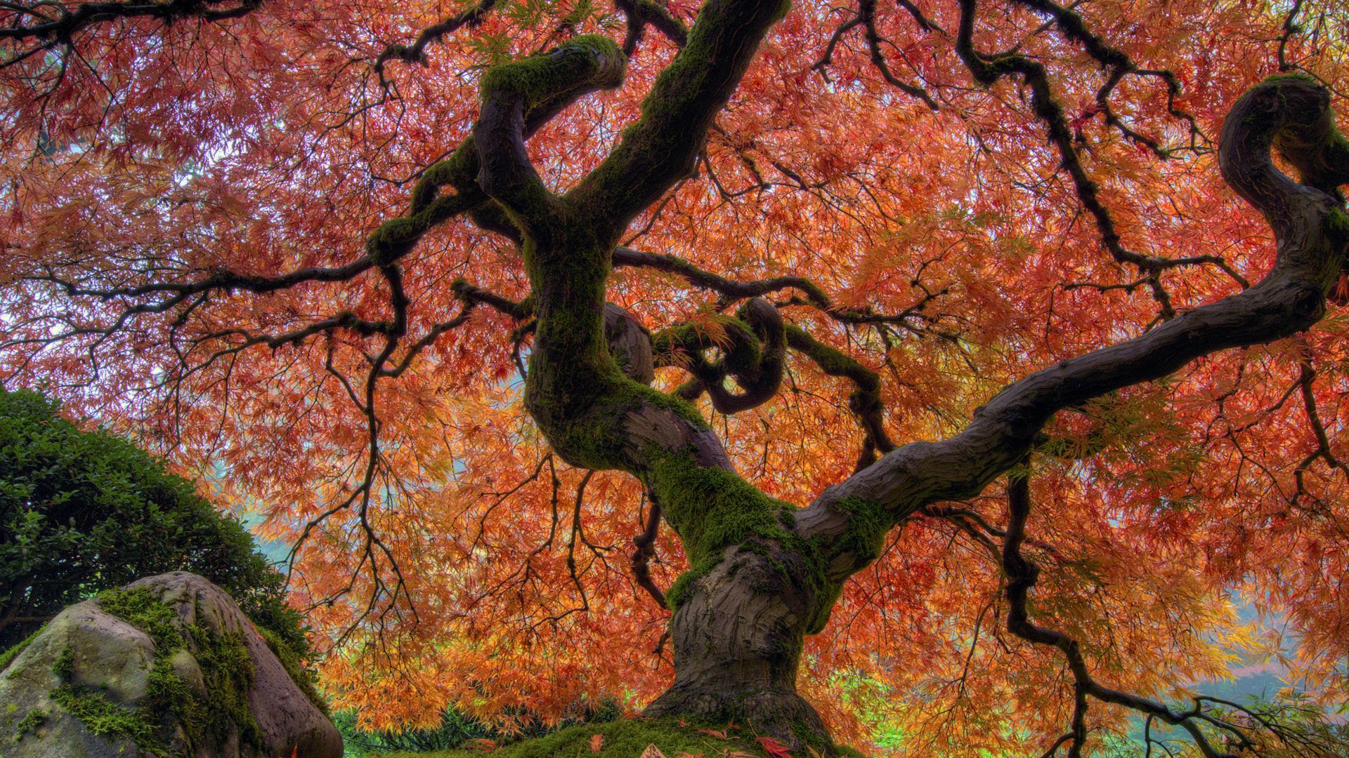 Japanese Garden In Autumn Japanese Maple Tree At Portland Desktop Wallpaper HD For Mobile Phones And Laptops 3840x2400, Wallpaper13.com