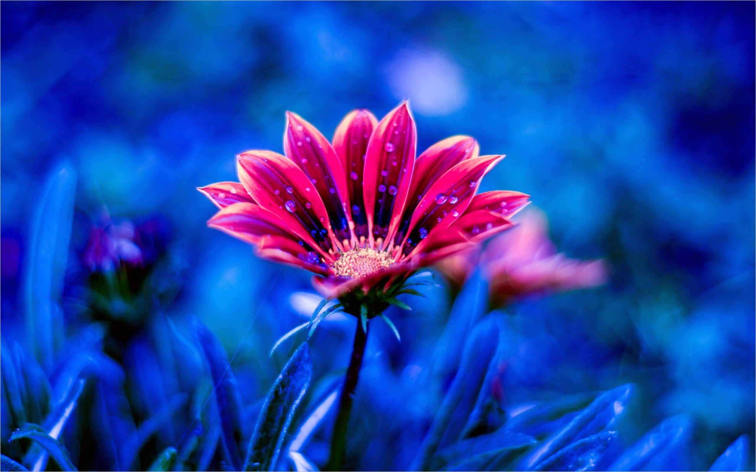 Blue Flower 4k Wallpaper. New wallpaper hd, Background HD wallpaper, Computer wallpaper desktop wallpaper