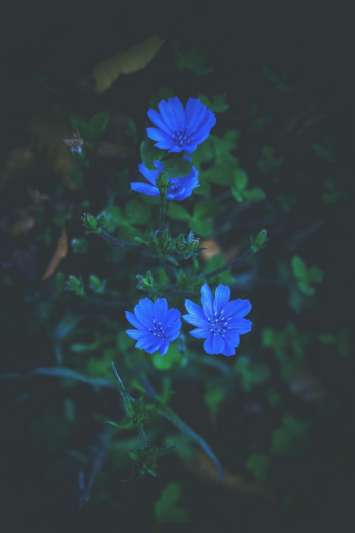 Blue Flowers Ultra HD Wallpapers - Wallpaper Cave