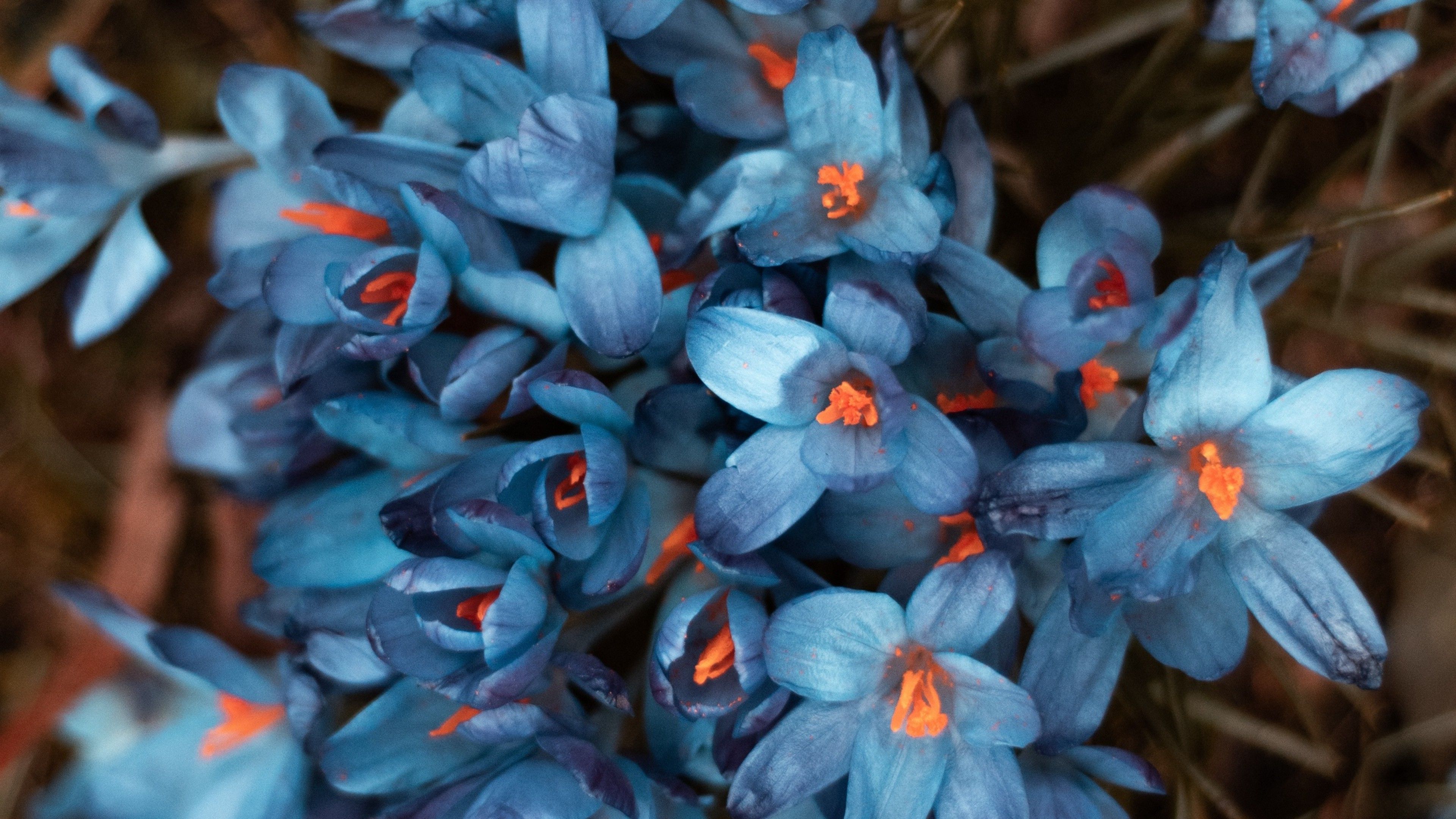 Blue flowers HD Wallpaper available in different dimensions 4K Ultra HD