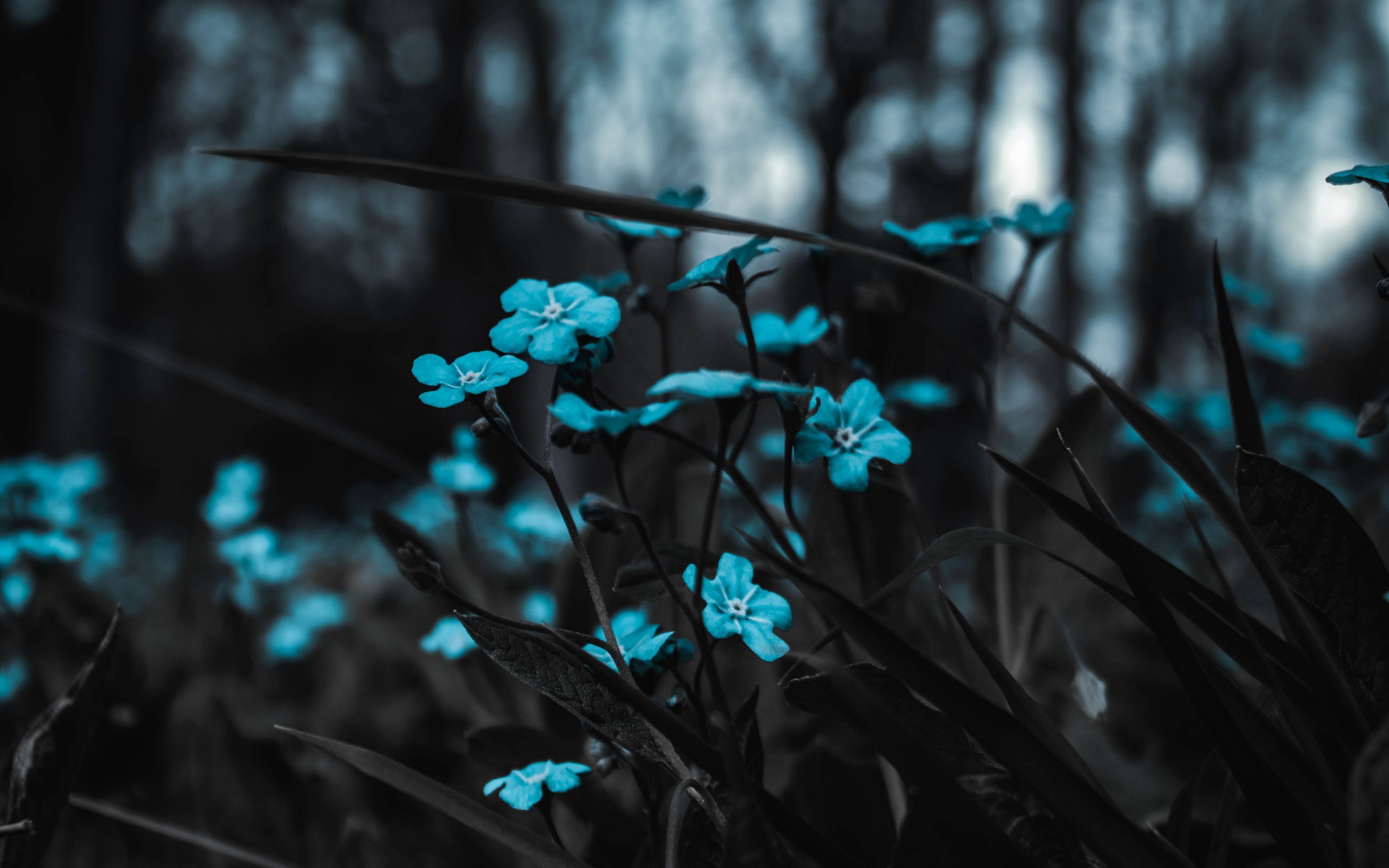 Download wallpaper 3840x2400 flowers, blue, field, blur 4k ultra HD 16:10 HD background