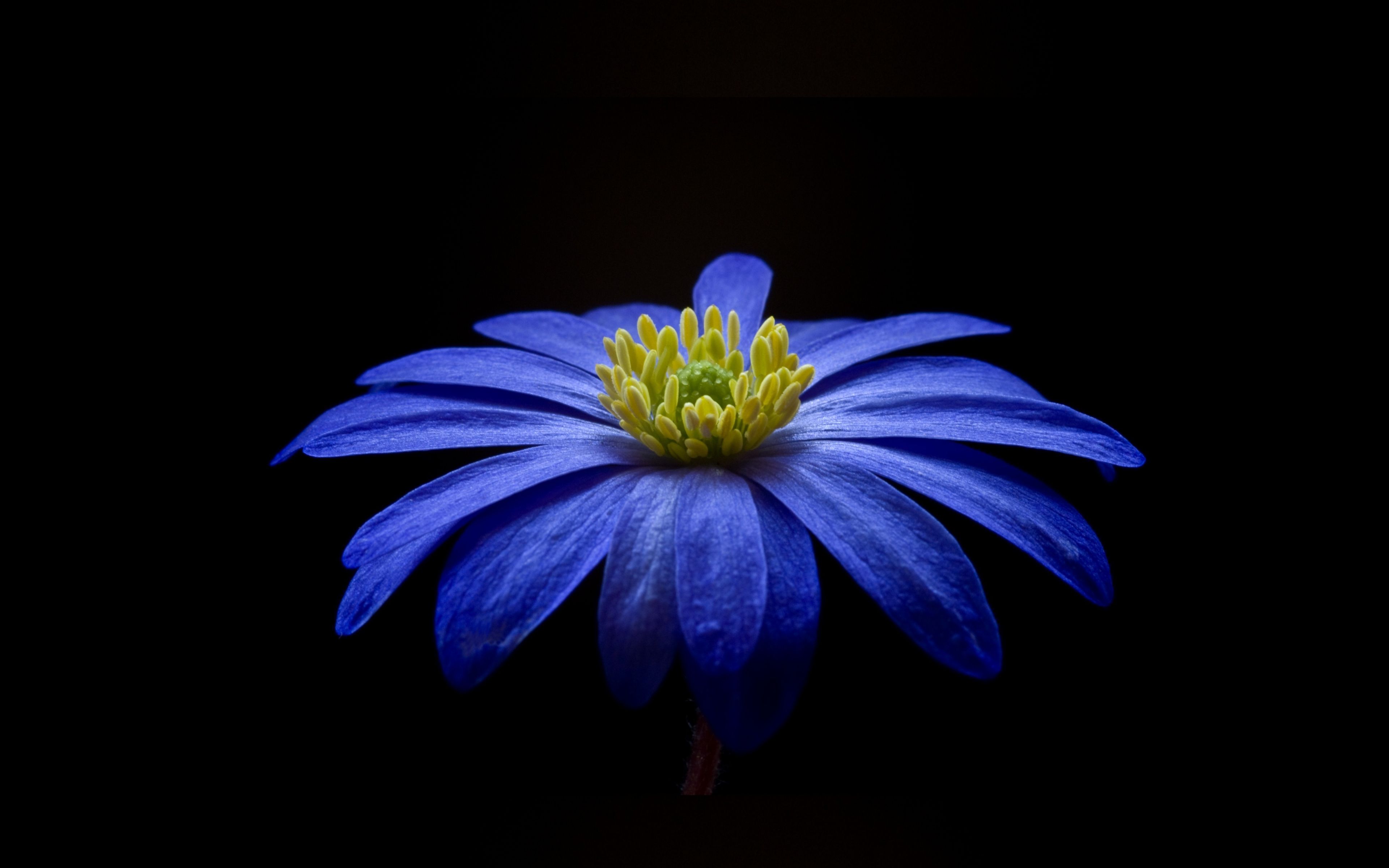 Download 3840x2400 wallpaper anemone, blue flower, portrait, 4k, ultra HD 16: widescreen, 3840x2400 HD image, background, 19065