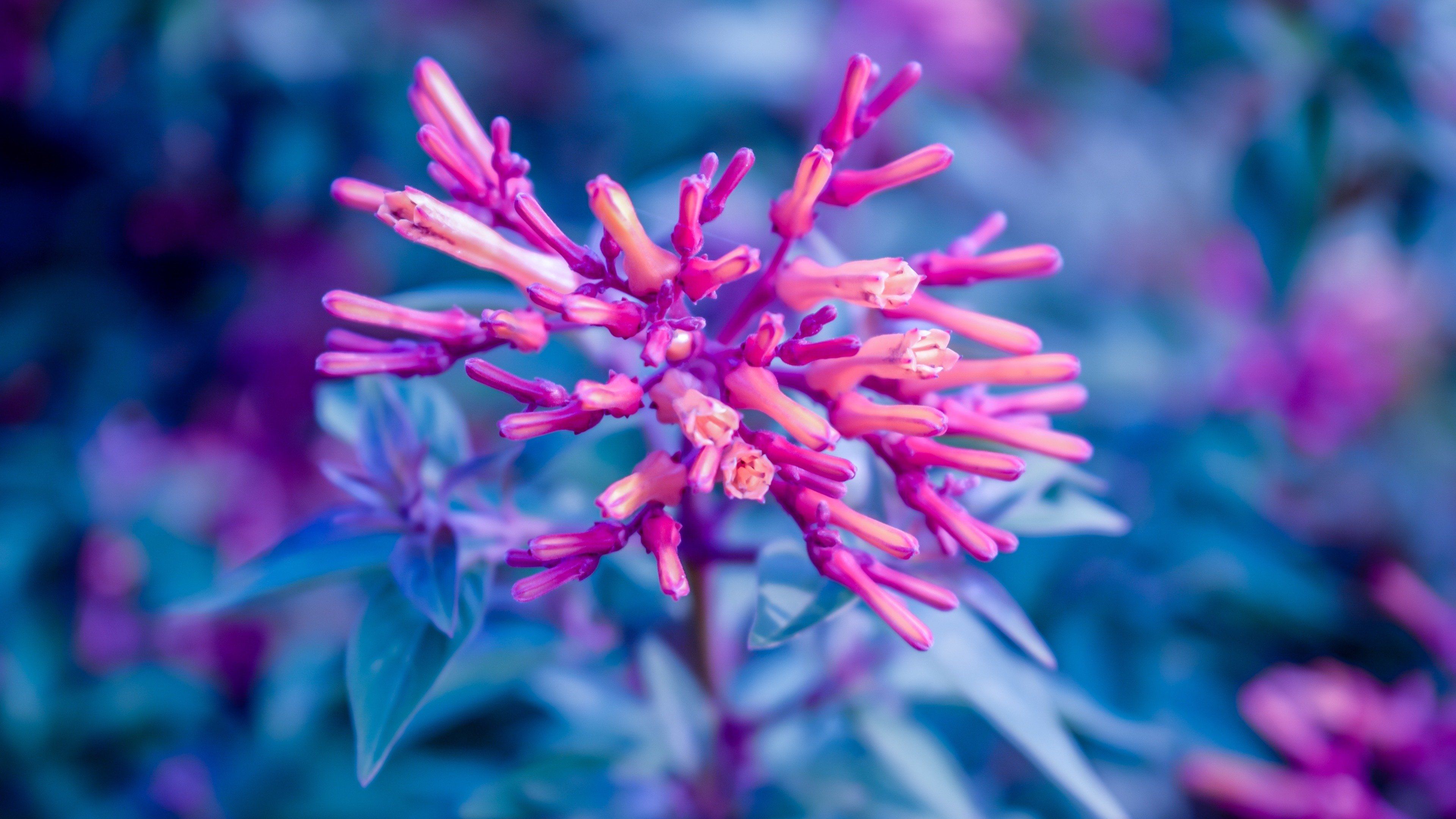 Pink and Blue Flower 4K wallpaper